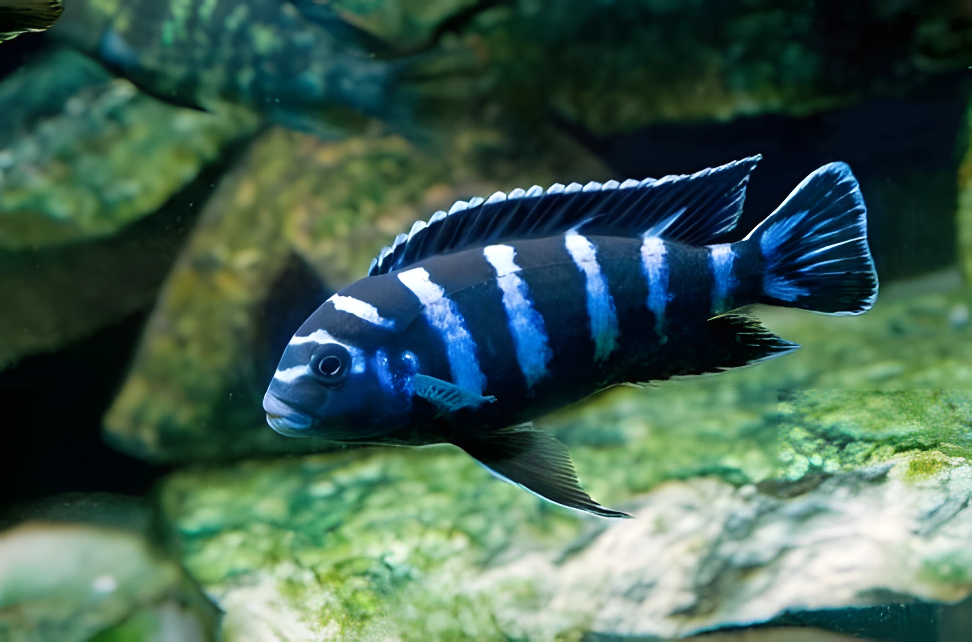 Fotografía del pez de acuario Pseudotropheus Demasoni