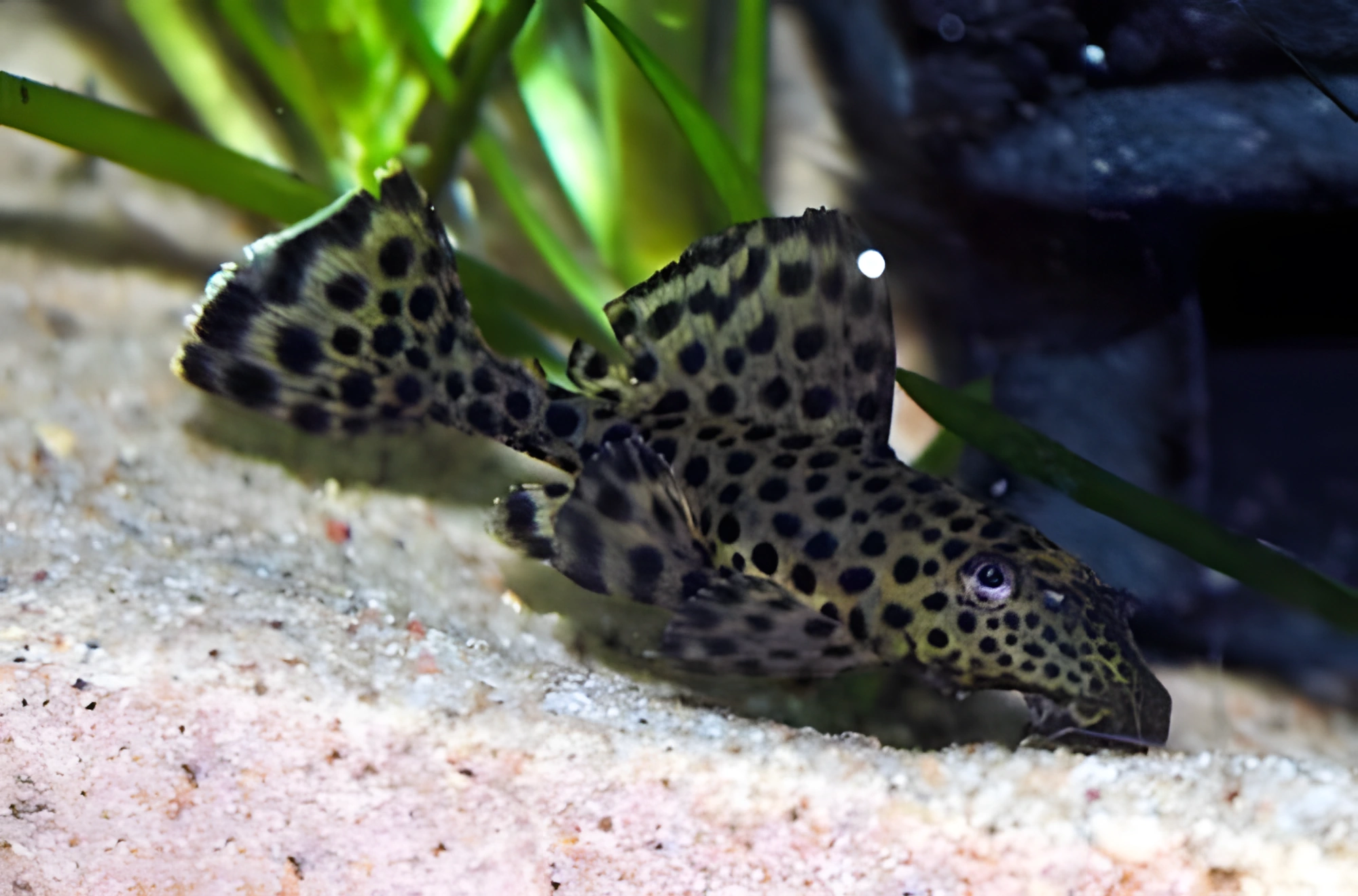 Fotografía del pez de acuario Pterygoplichthys