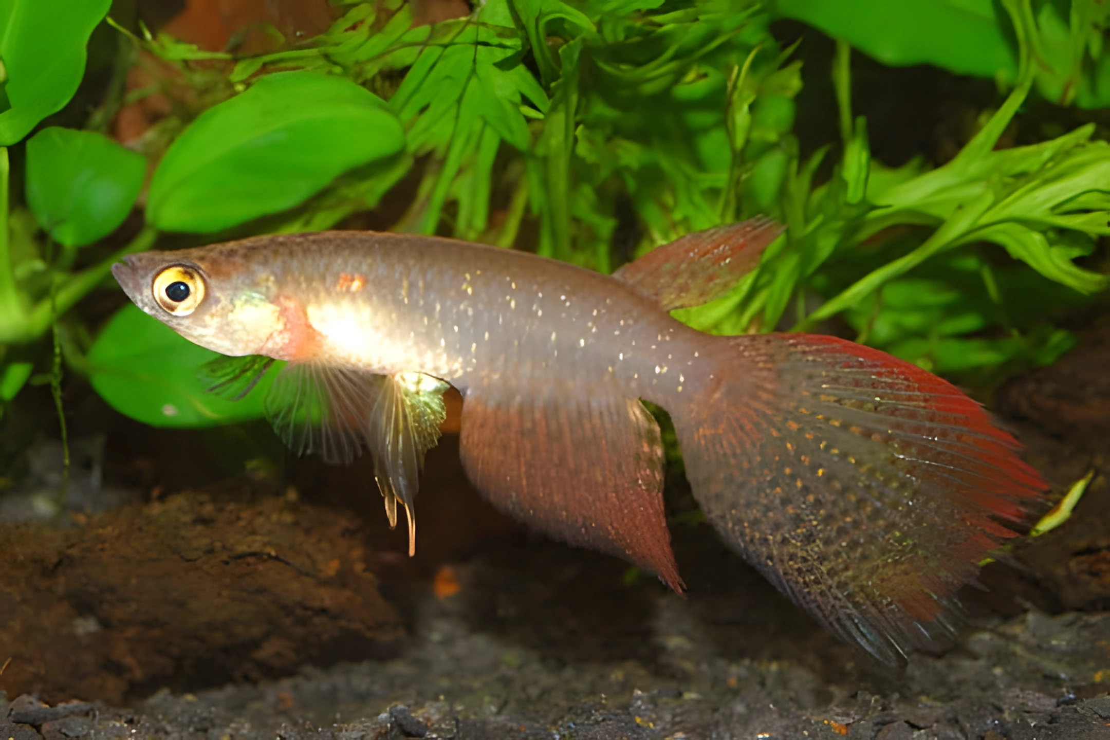 Fotografía del pez de acuario Pterolebias dorado