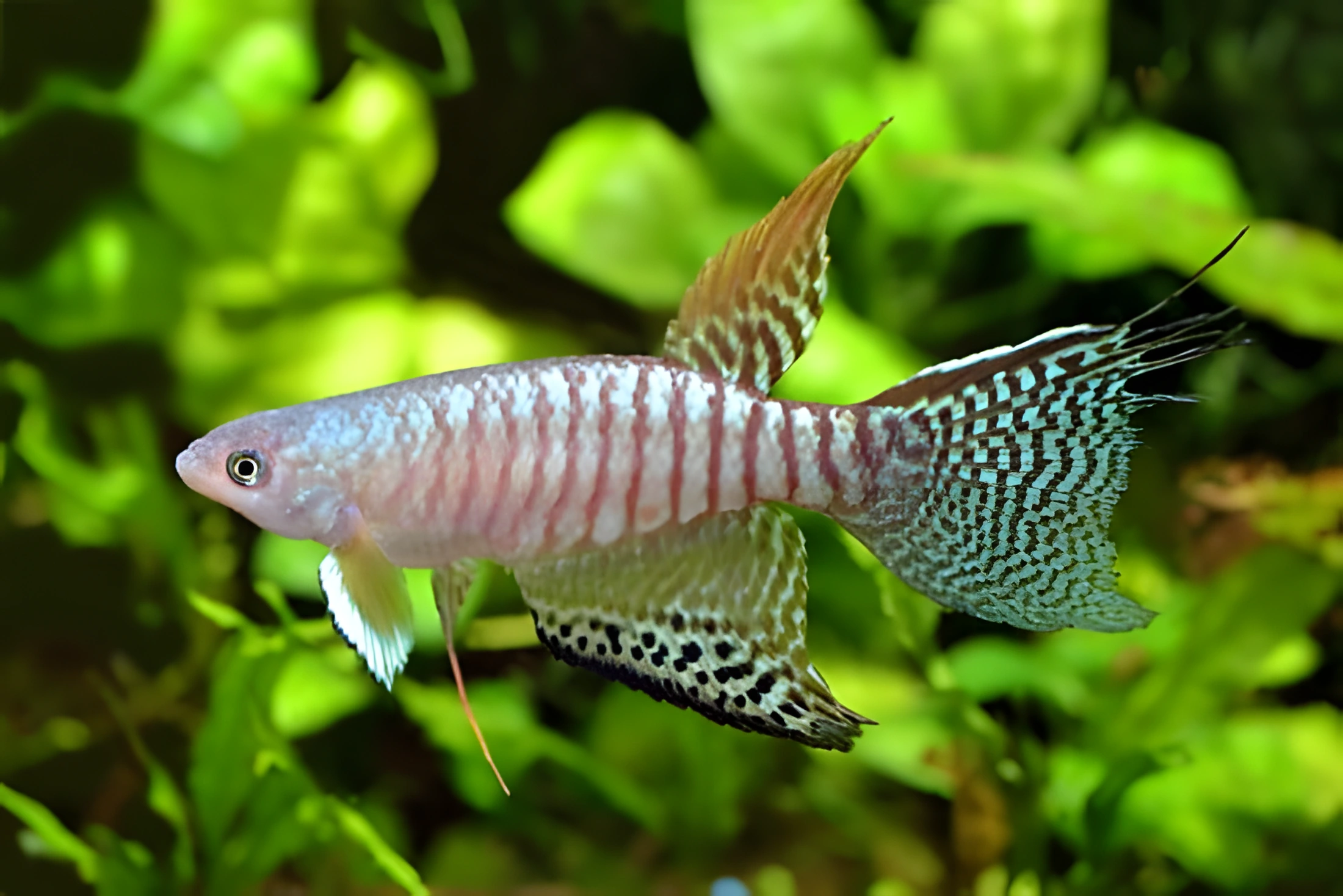 Fotografía del pez de acuario Pterolebias zonatus