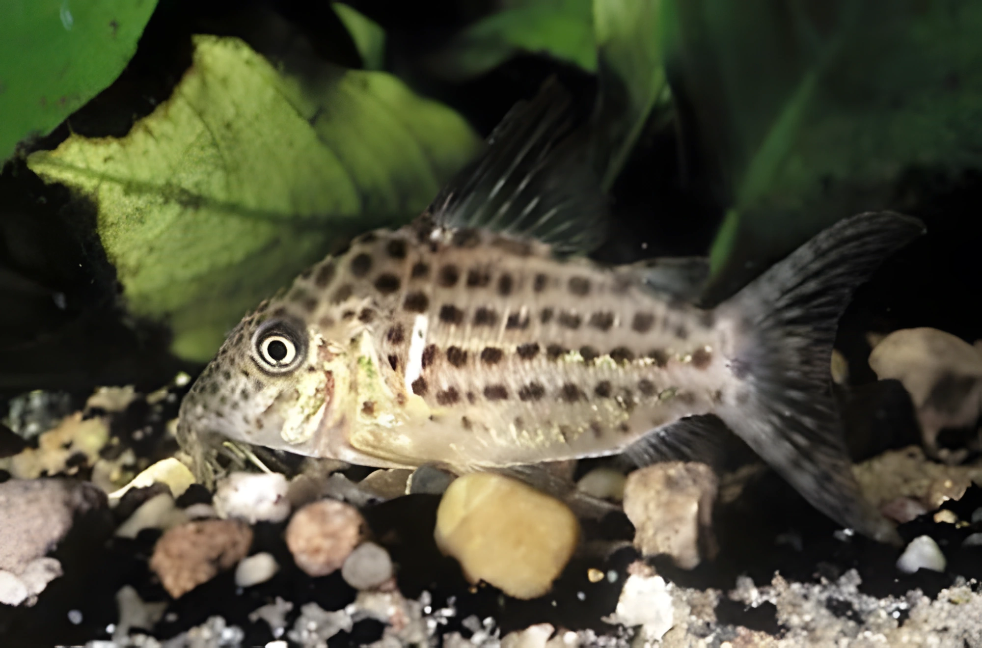 Fotografía del pez de acuario Corydoras punteado