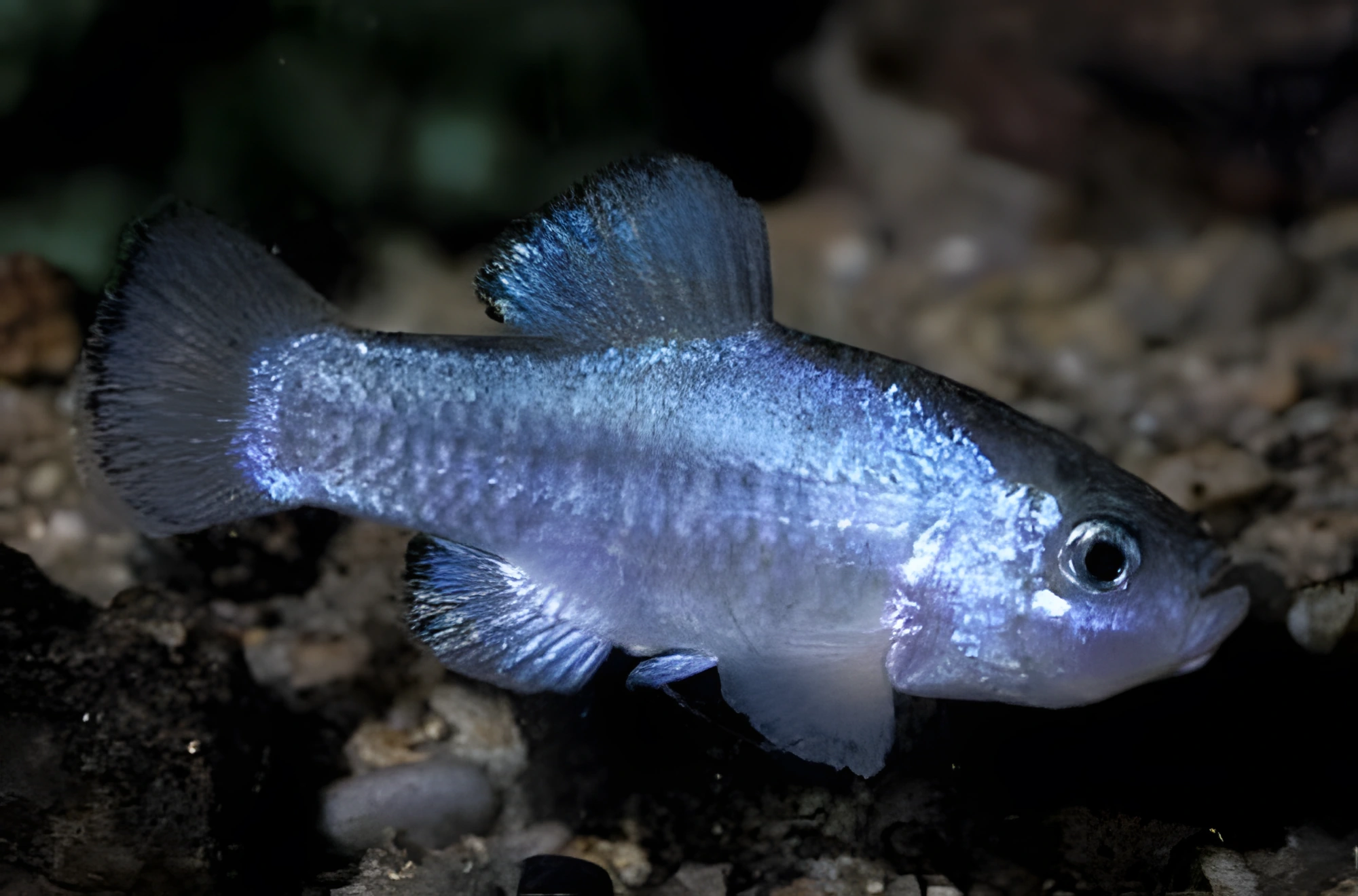 Fotografía del pez de acuario Cachorrito del desierto