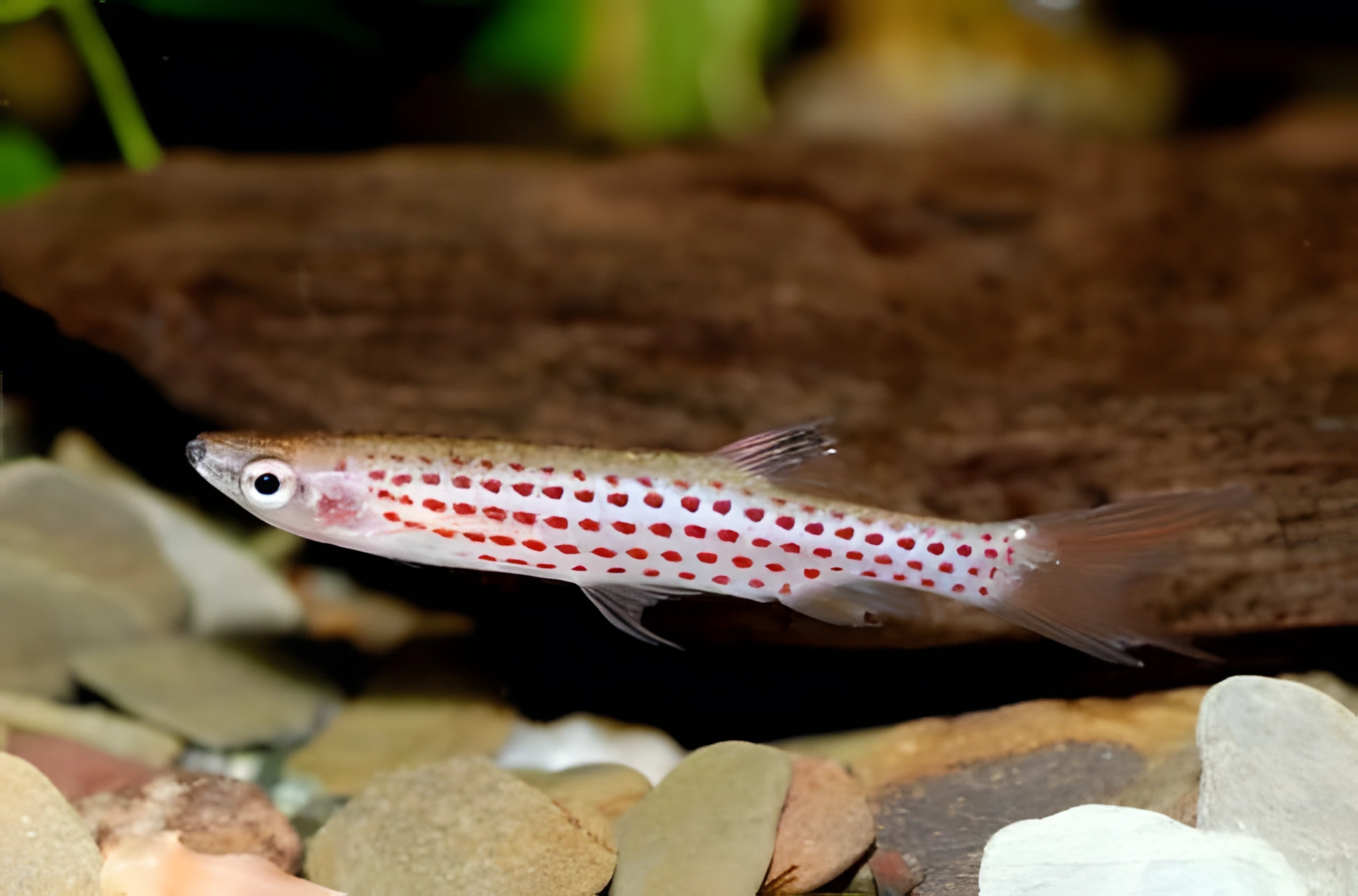 Fotografía del pez de acuario Copeina Moteada