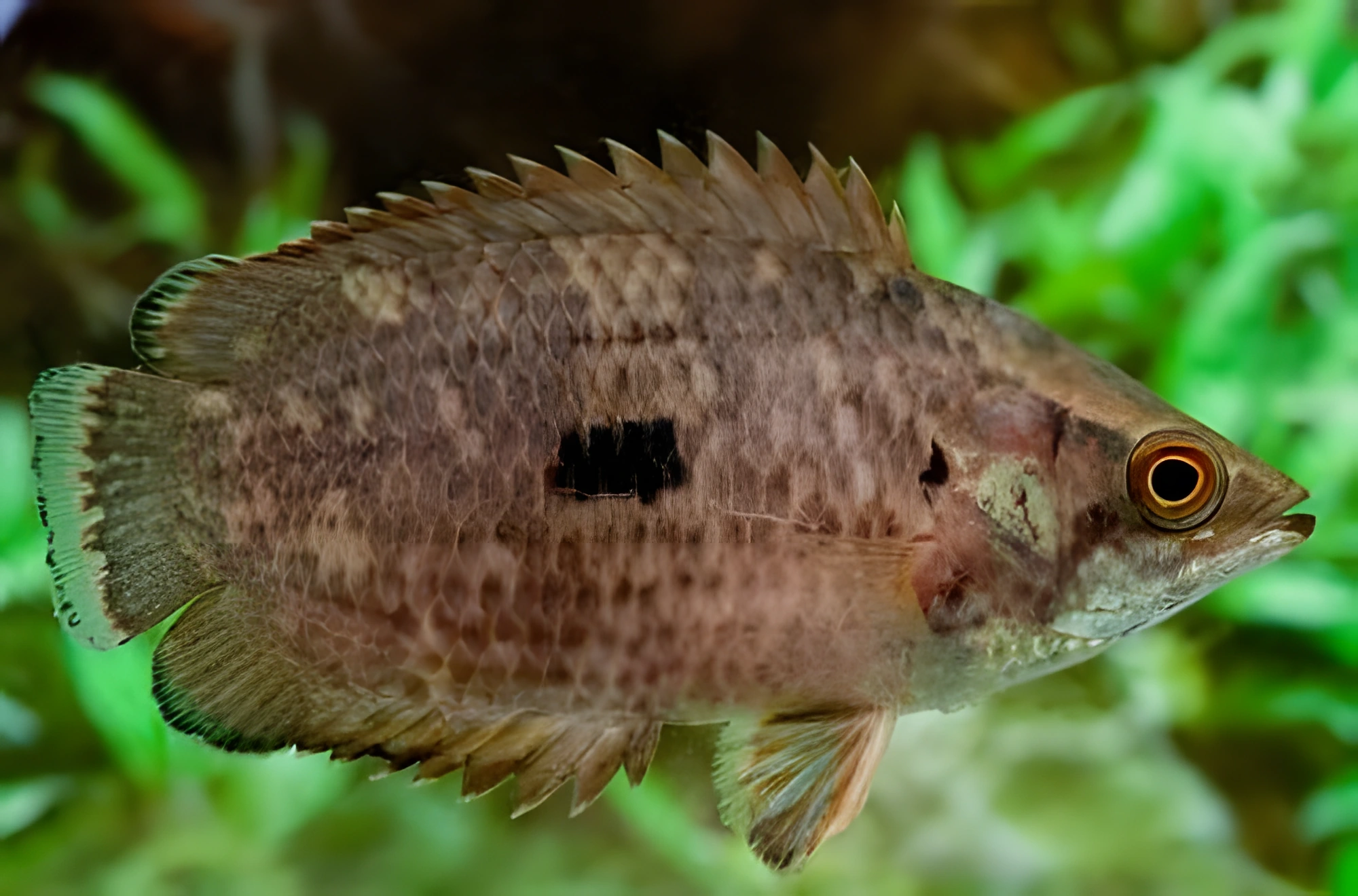 Fotografía del pez de acuario Ctenopoma moteado