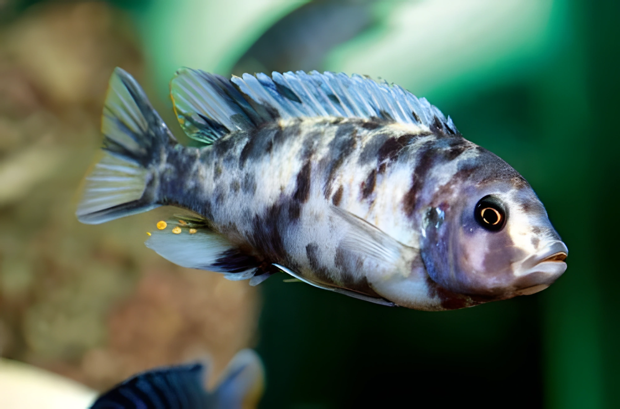 Fotografía del pez de acuario Mbuna manchada