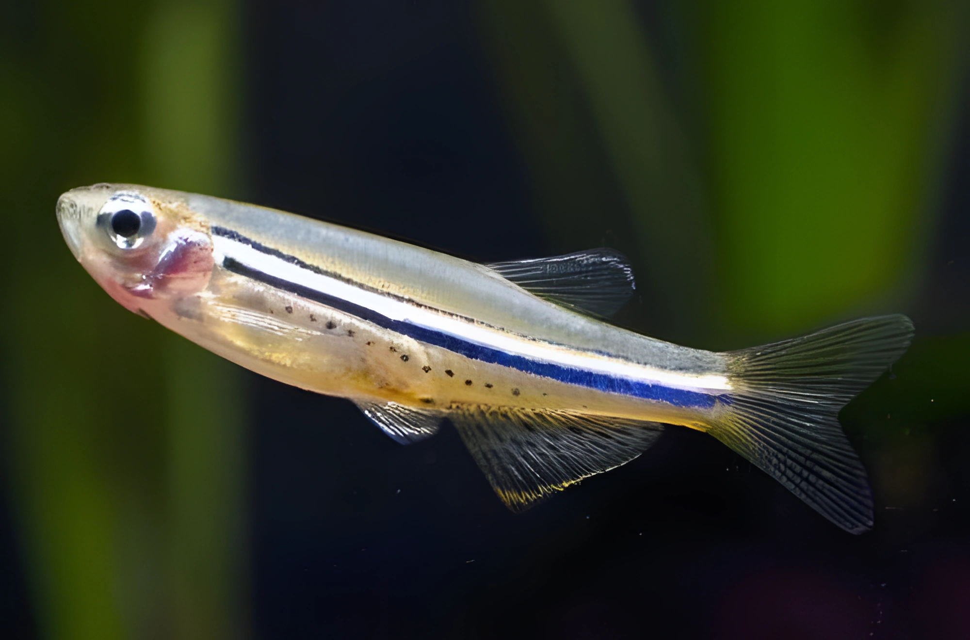 Fotografía del pez de acuario Danio manchado