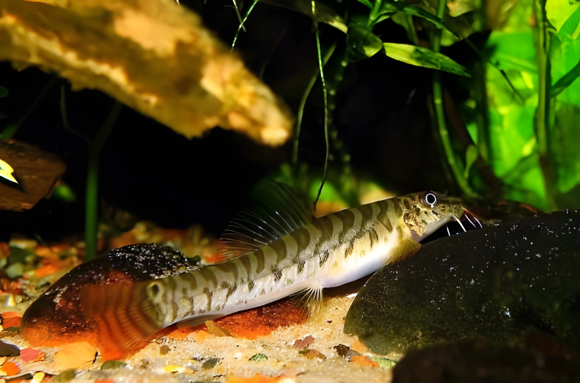 Fotografía del pez de acuario Locha moteada