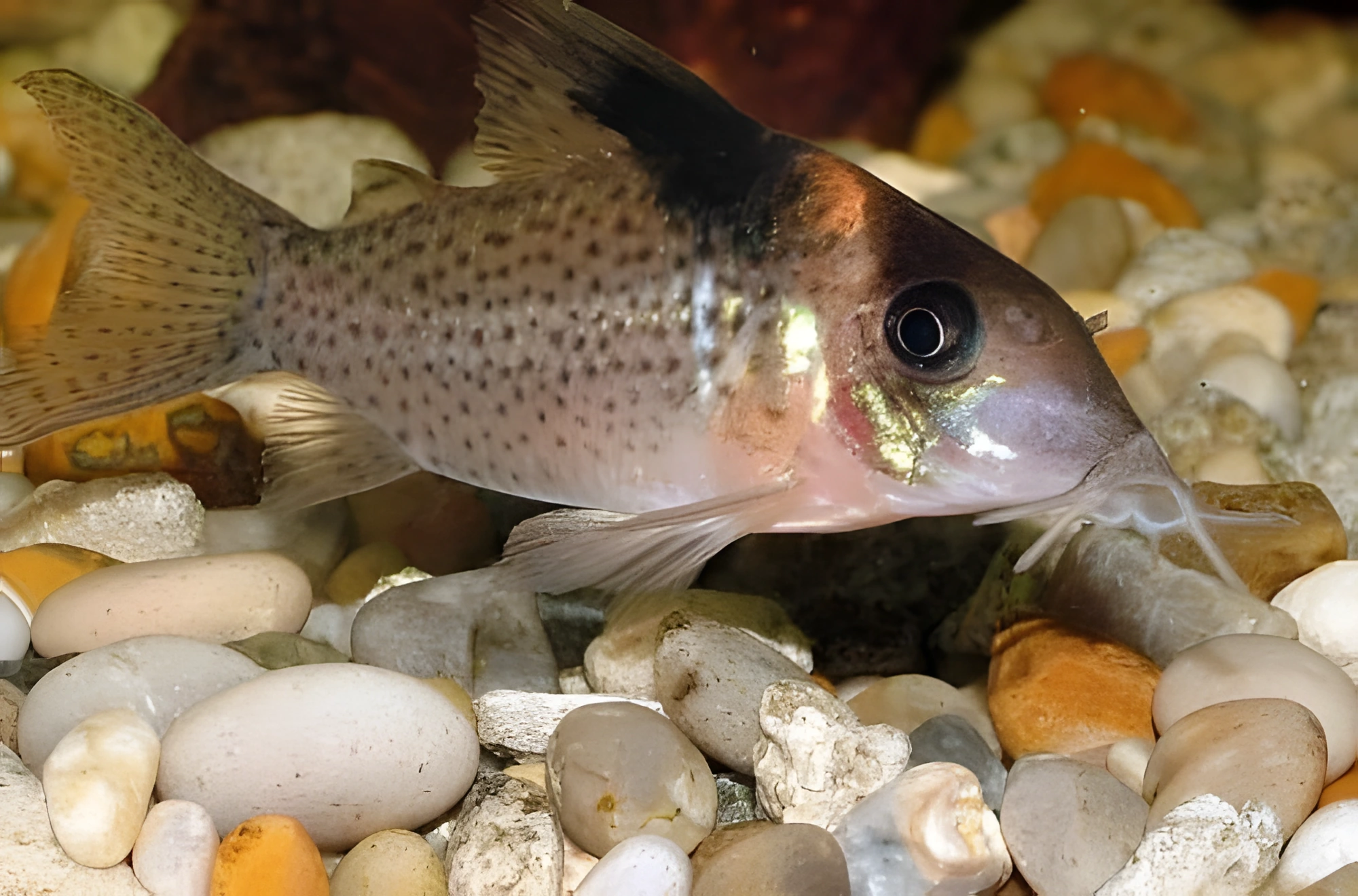 Fotografía del pez de acuario Coridora de aleta manchada