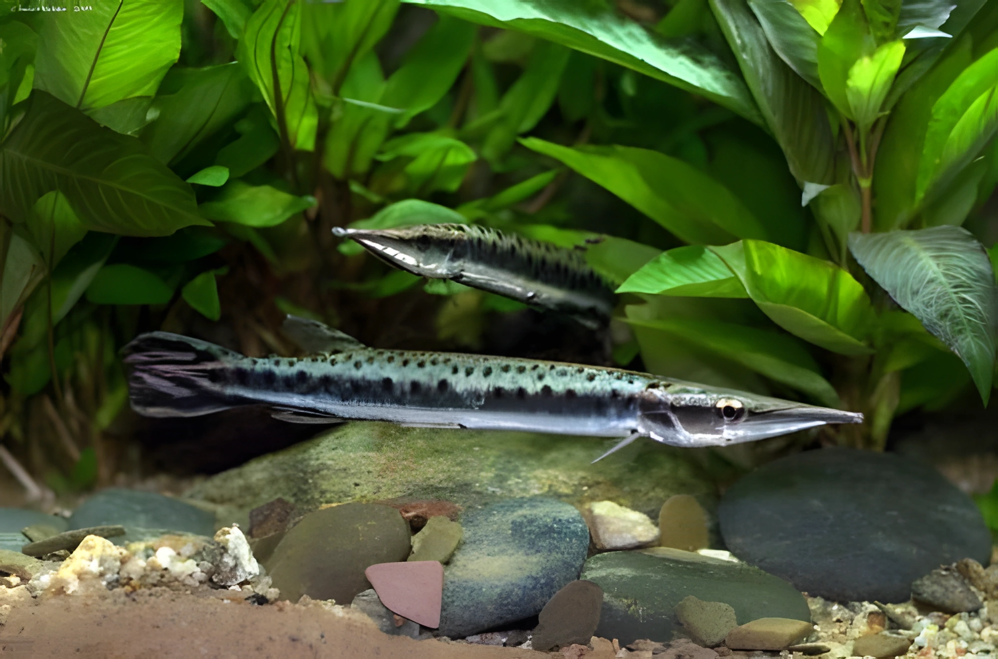 Fotografía del pez de acuario Pez lápiz manchado