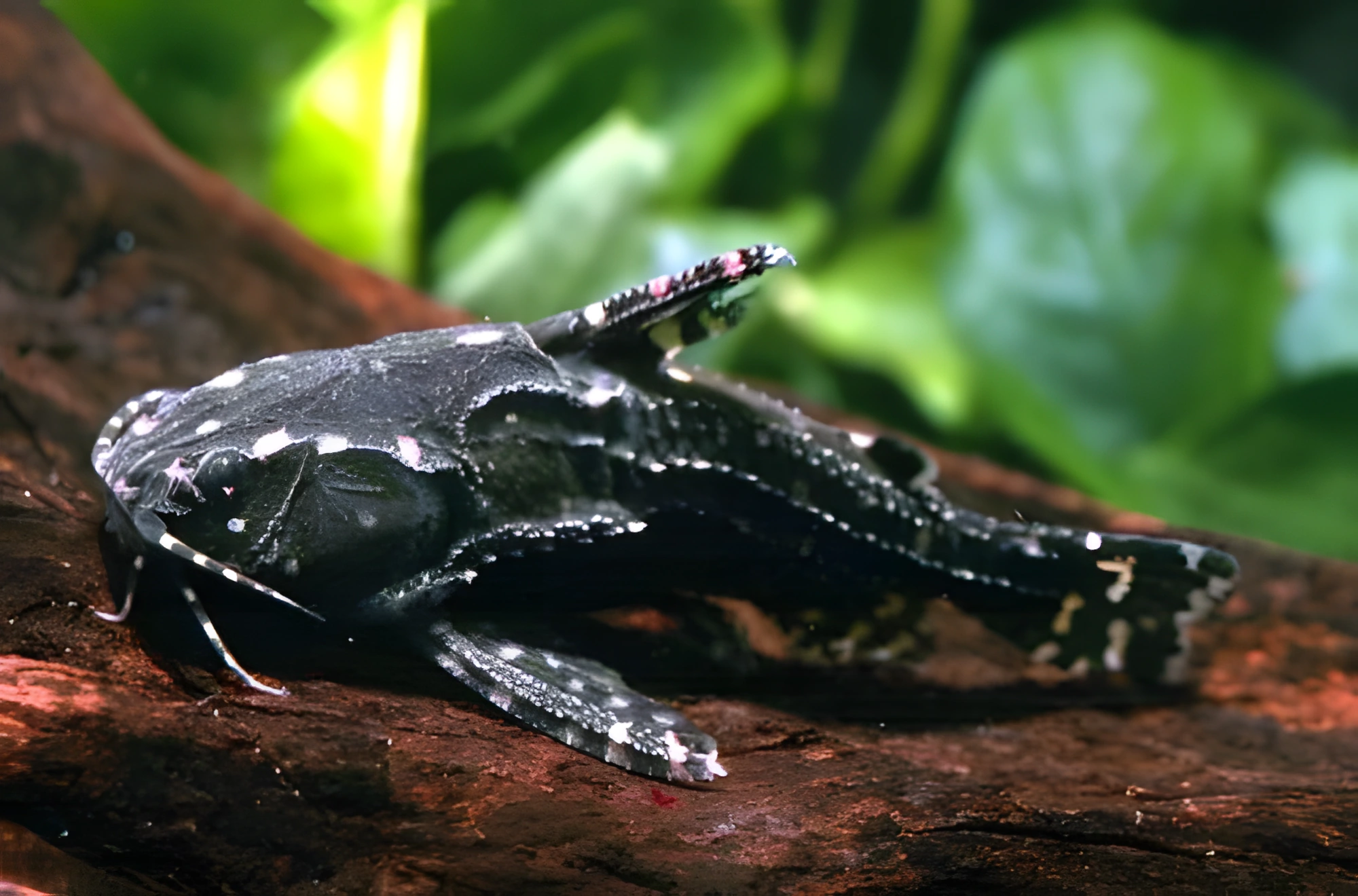 Fotografía del pez de acuario Pez gato Rafael manchado