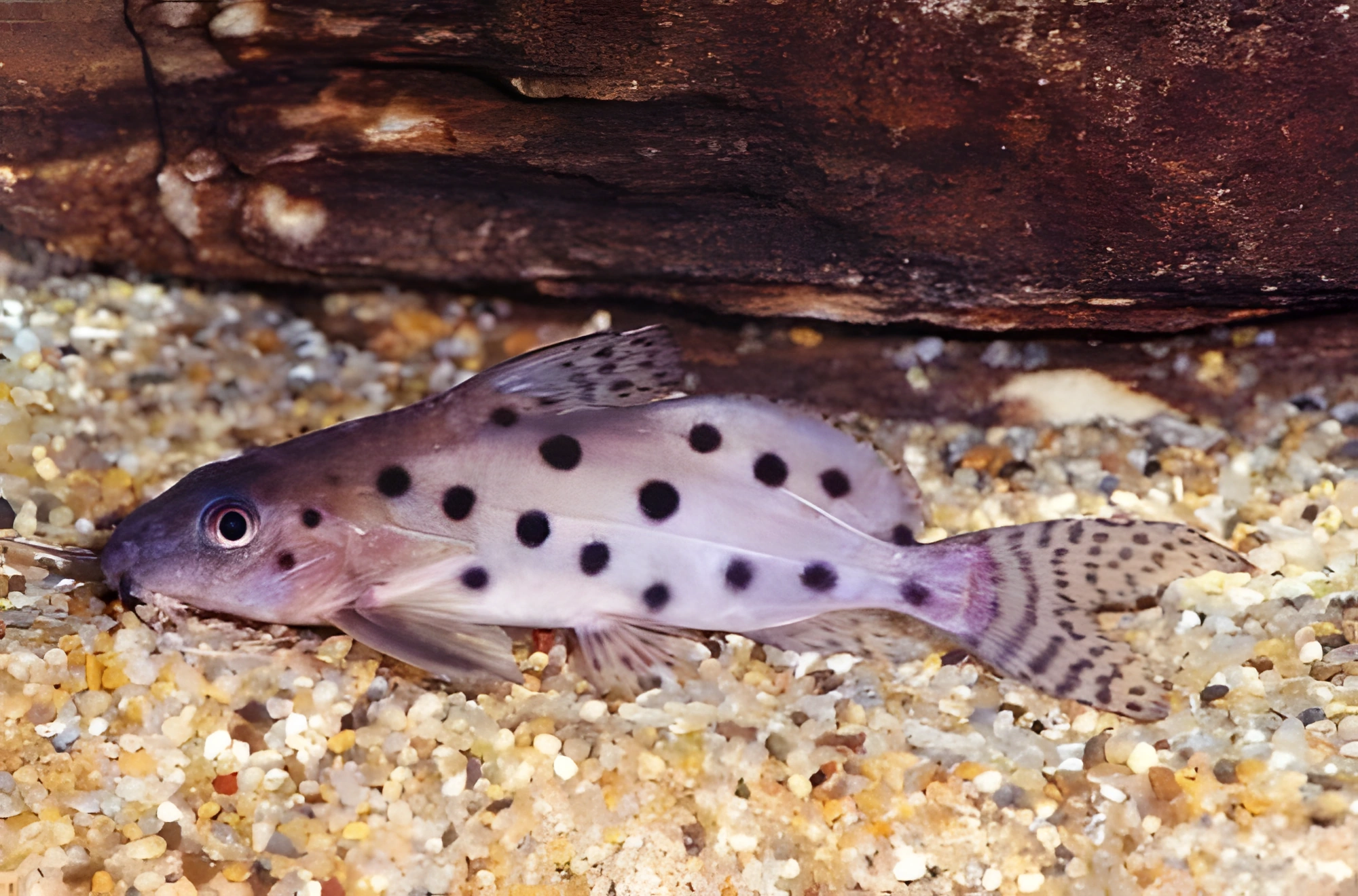 Fotografía del pez de acuario Synodontis manchado