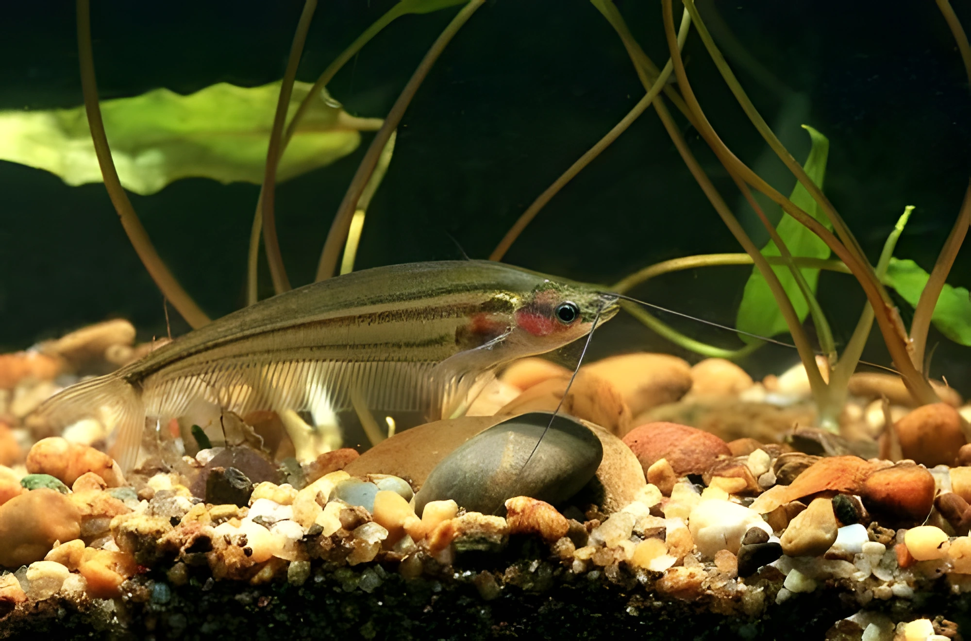 Fotografía del pez de acuario Pez gato de cristal manchado
