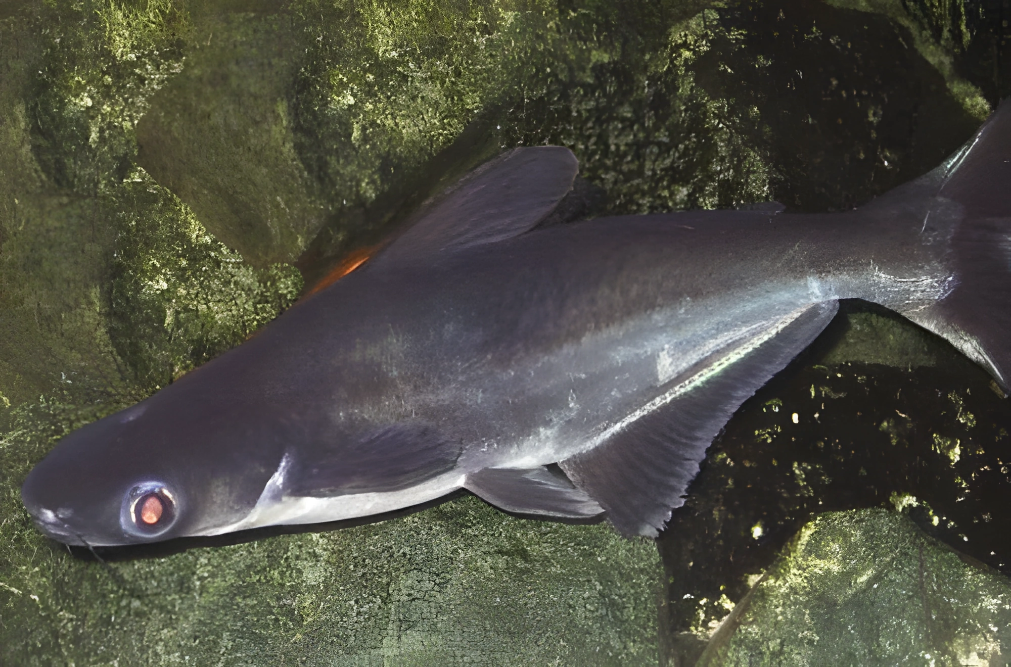Photo of aquarium fish Iridescent Shark
