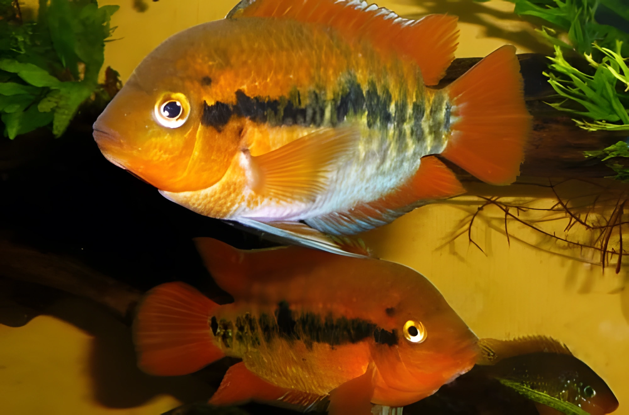 Fotografía del pez de acuario Cíclido arcoíris