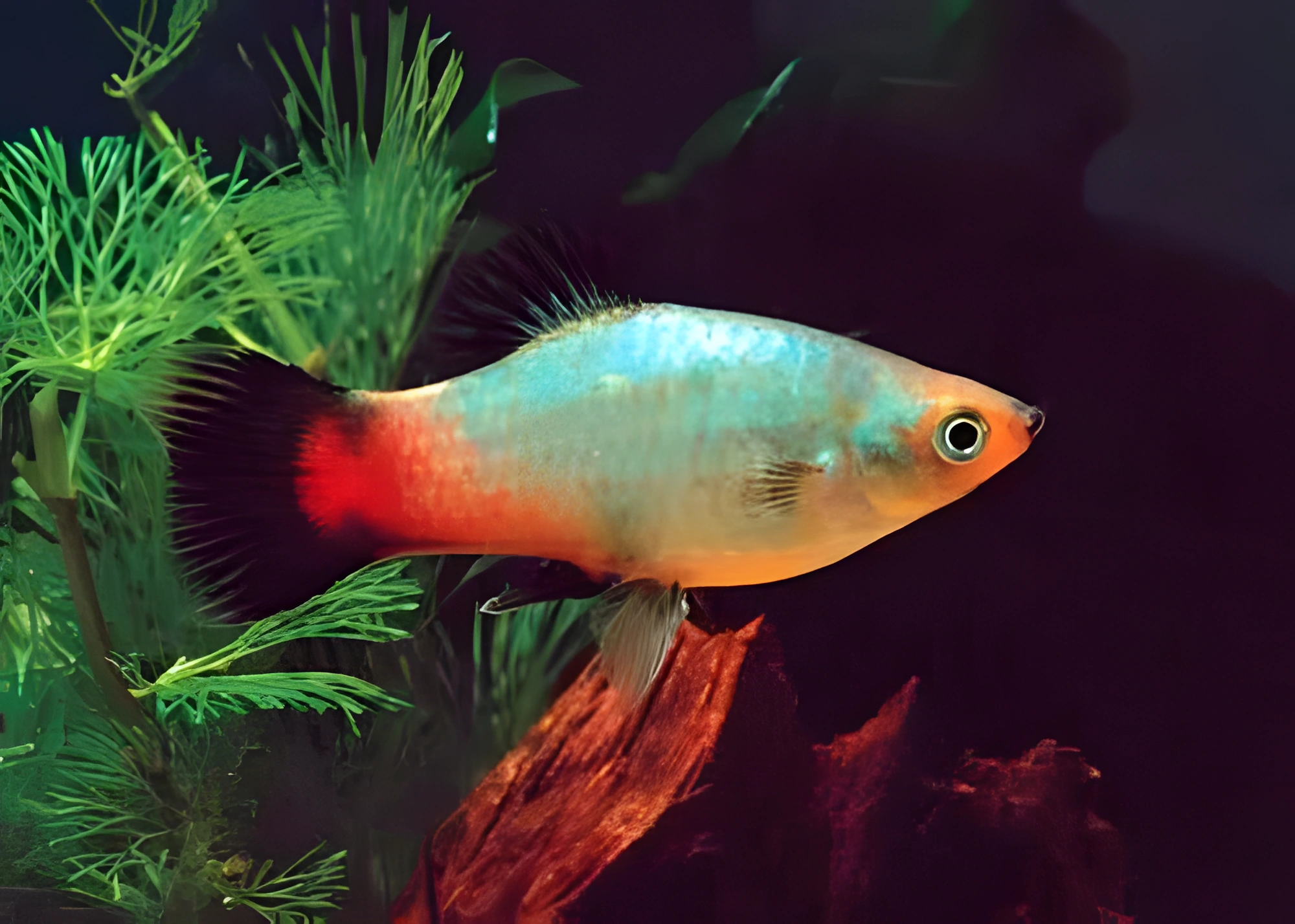 Fotografía del pez de acuario Platy arcoíris