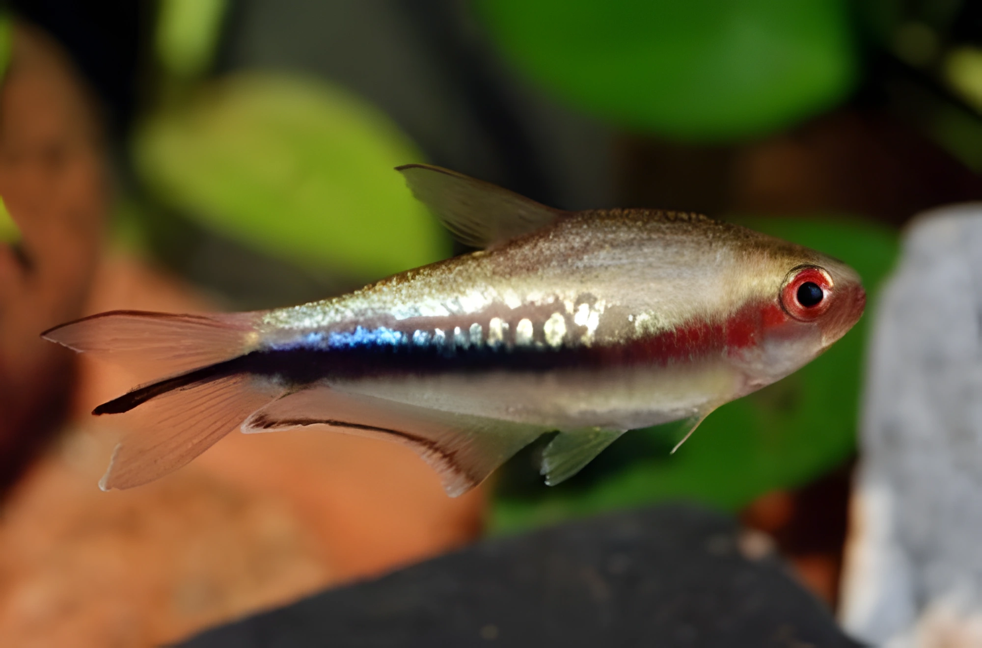 Fotografía del pez de acuario Tetra Arcoíris
