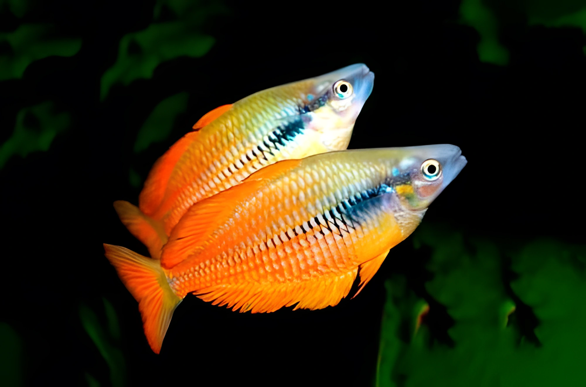 Fotografía del pez de acuario Pez arcoíris de Angfa