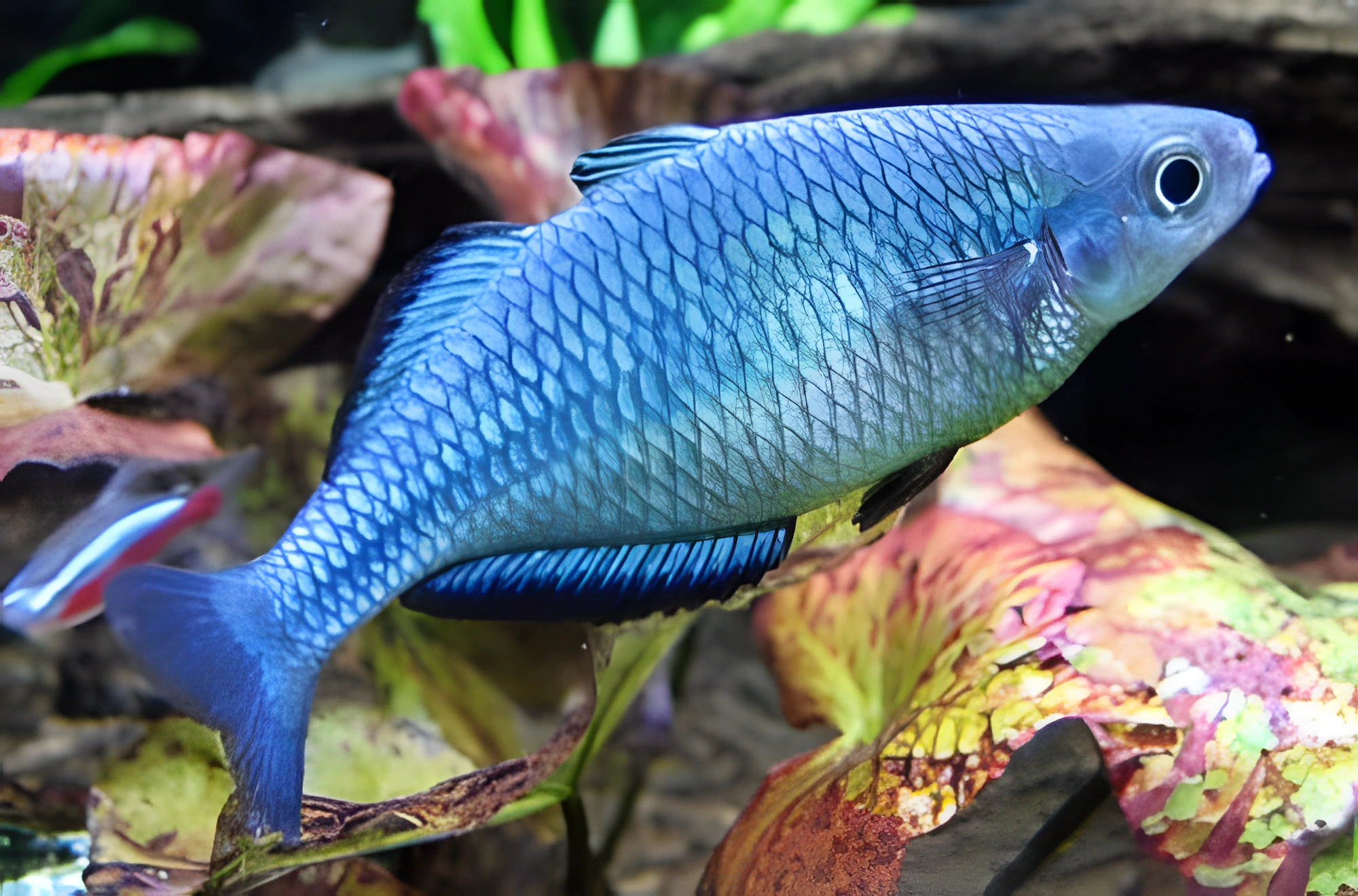 Fotografía del pez de acuario Pez arcoíris turquesa