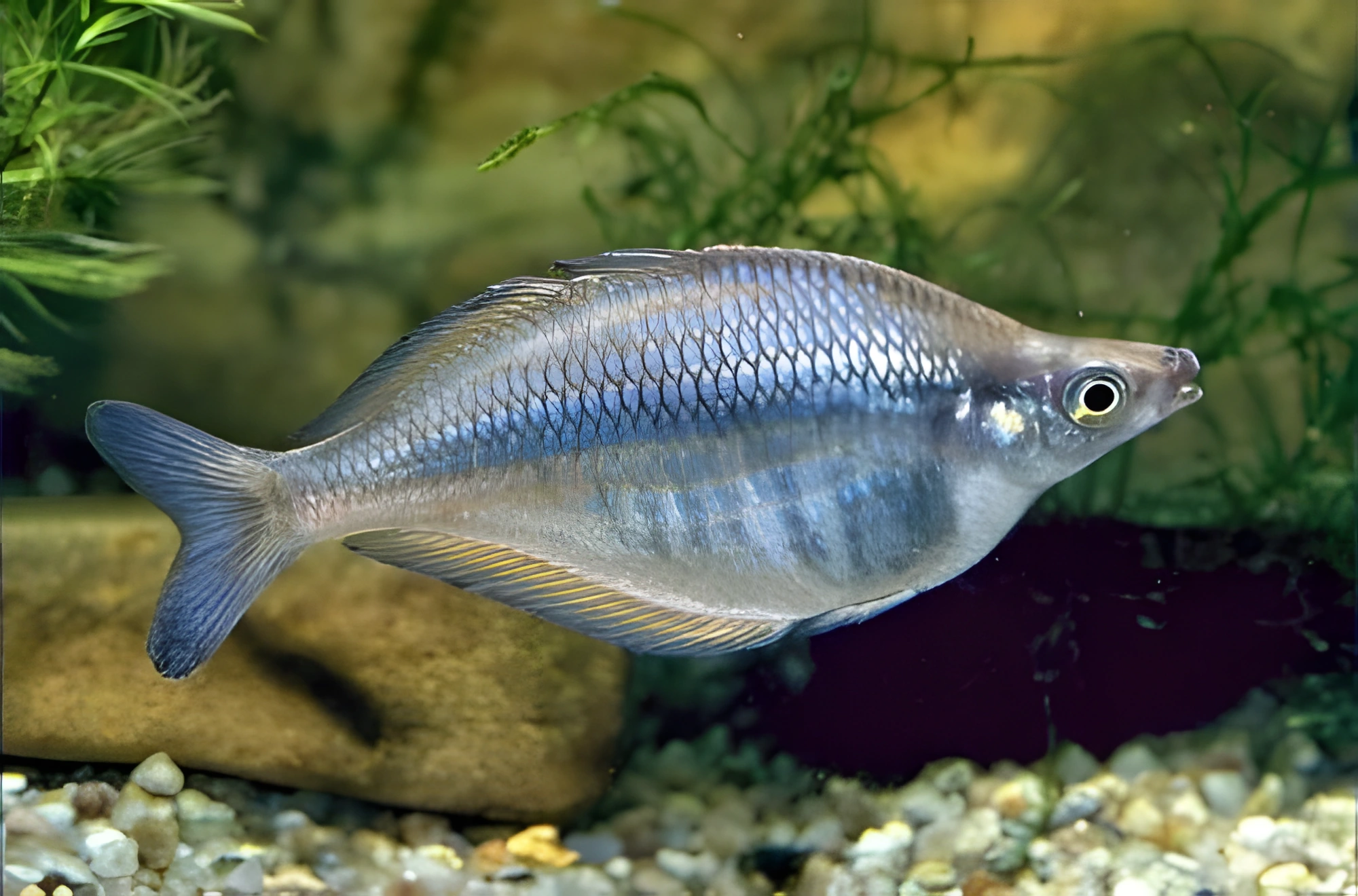 Fotografía del pez de acuario Pez arcoíris fasciado