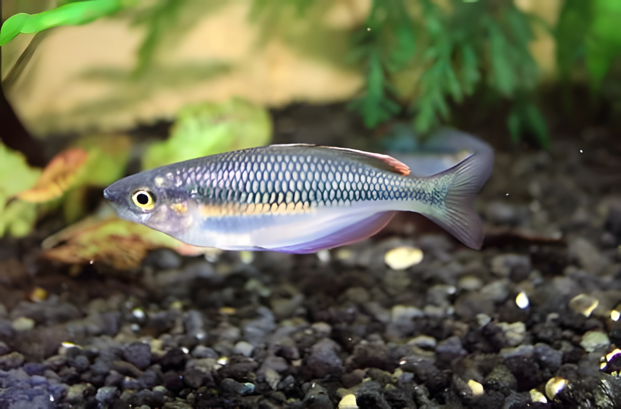 Fotografía del pez de acuario Pez arcoíris de Irian Jaya