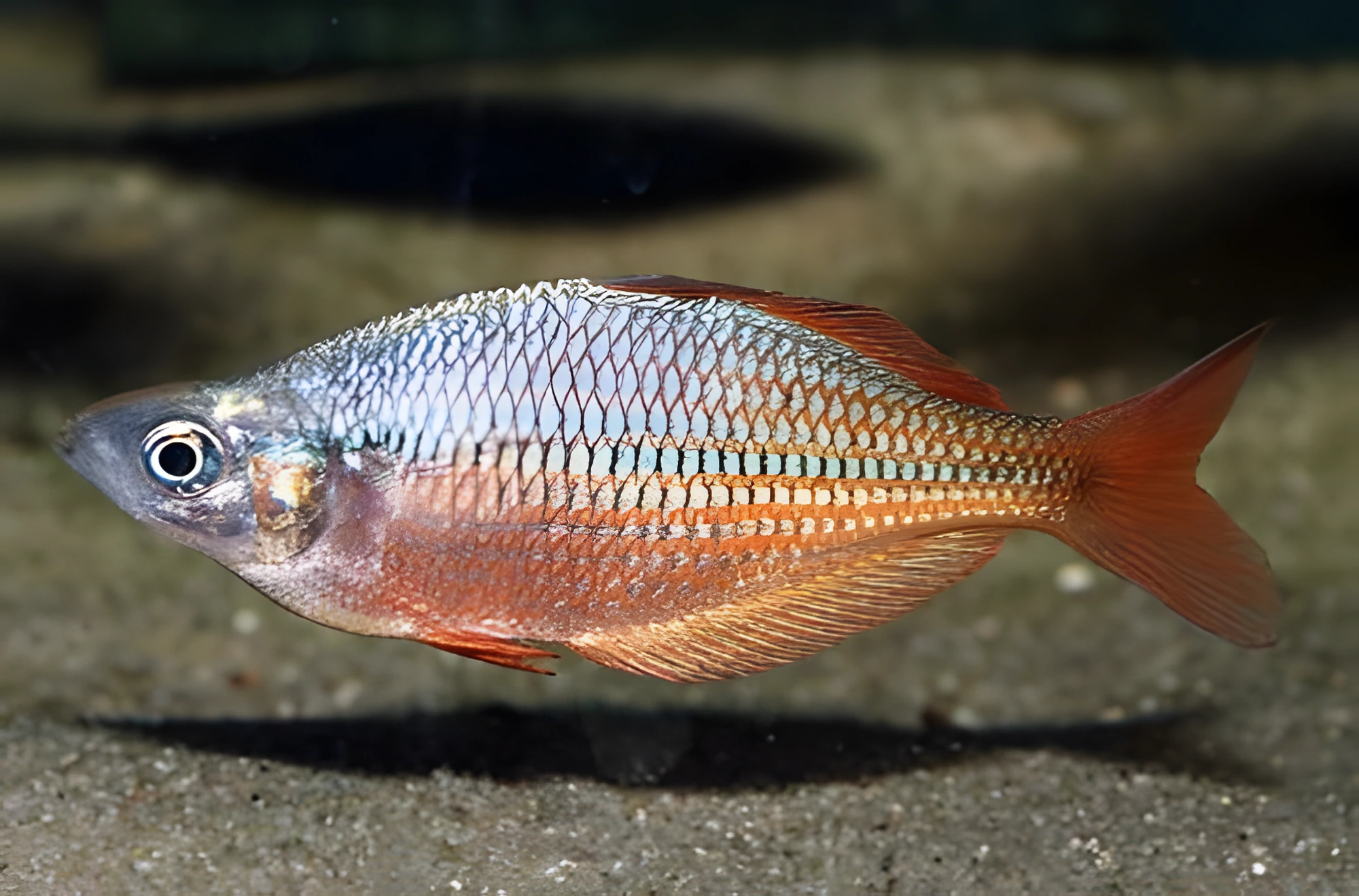 Fotografía del pez de acuario Pez arcoíris de franja roja