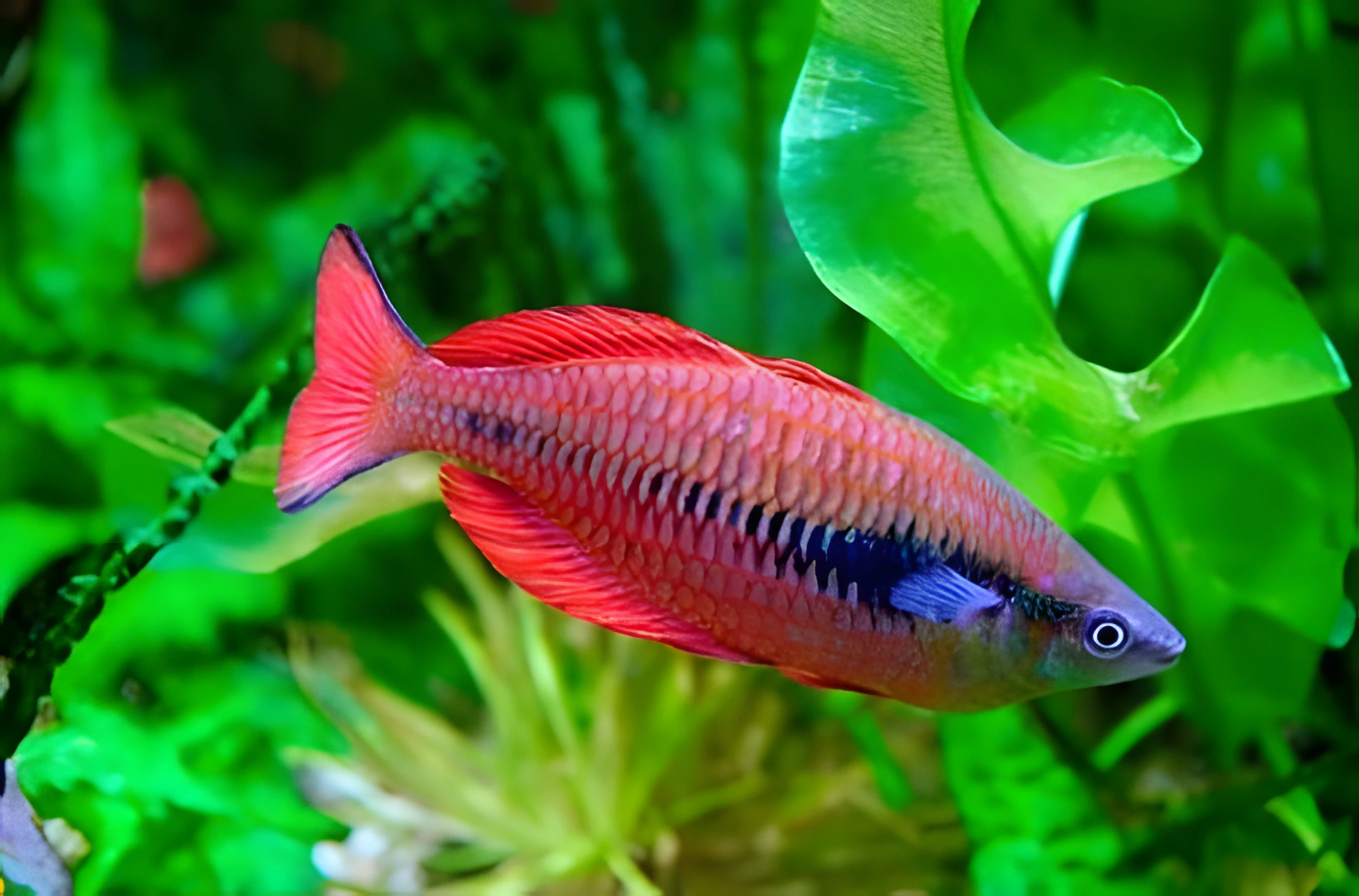 Fotografía del pez de acuario Pez arcoíris Parva