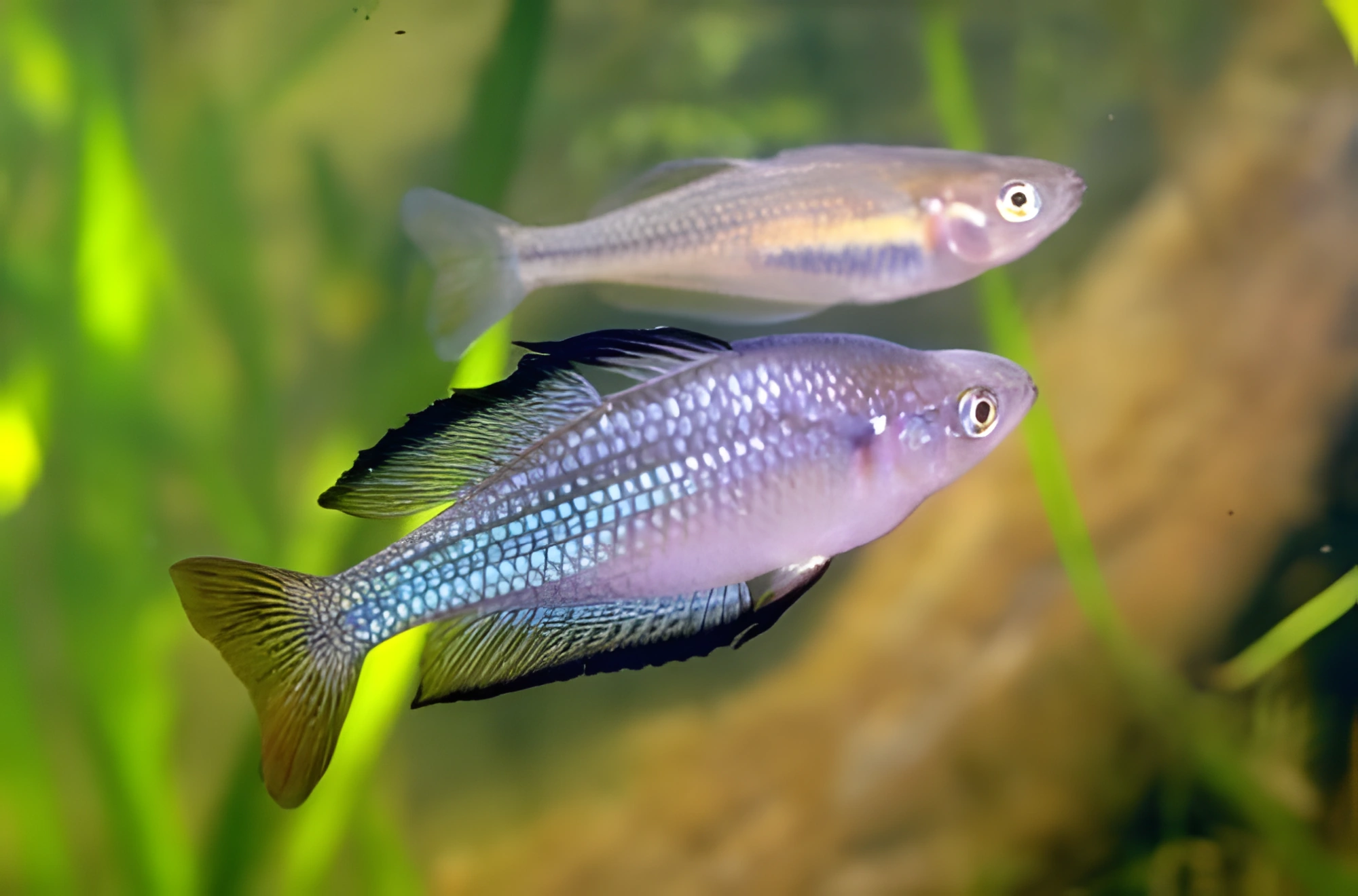 Fotografía del pez de acuario Pez arcoíris de río