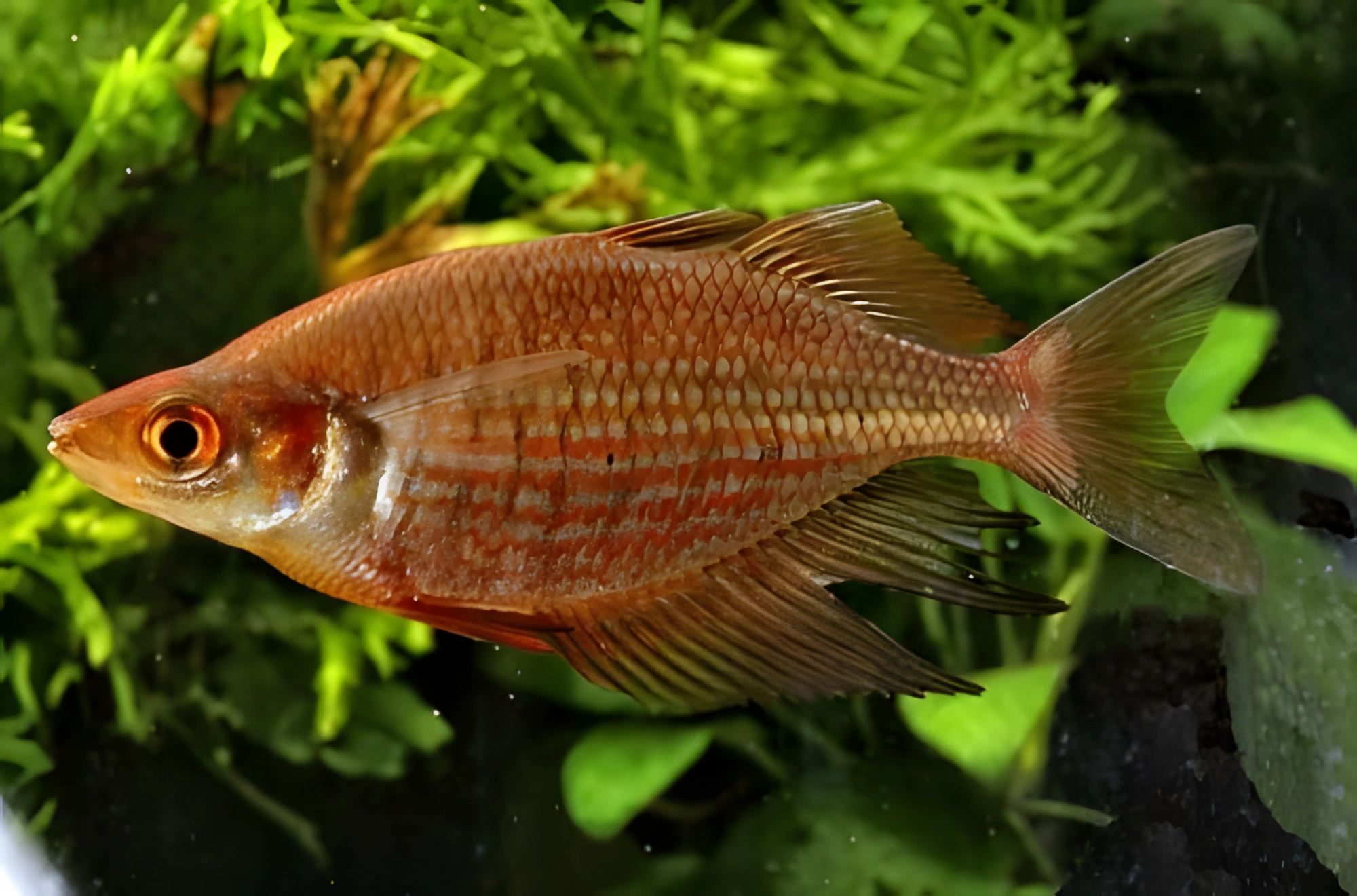 Fotografía del pez de acuario Pez arcoíris de Sepik