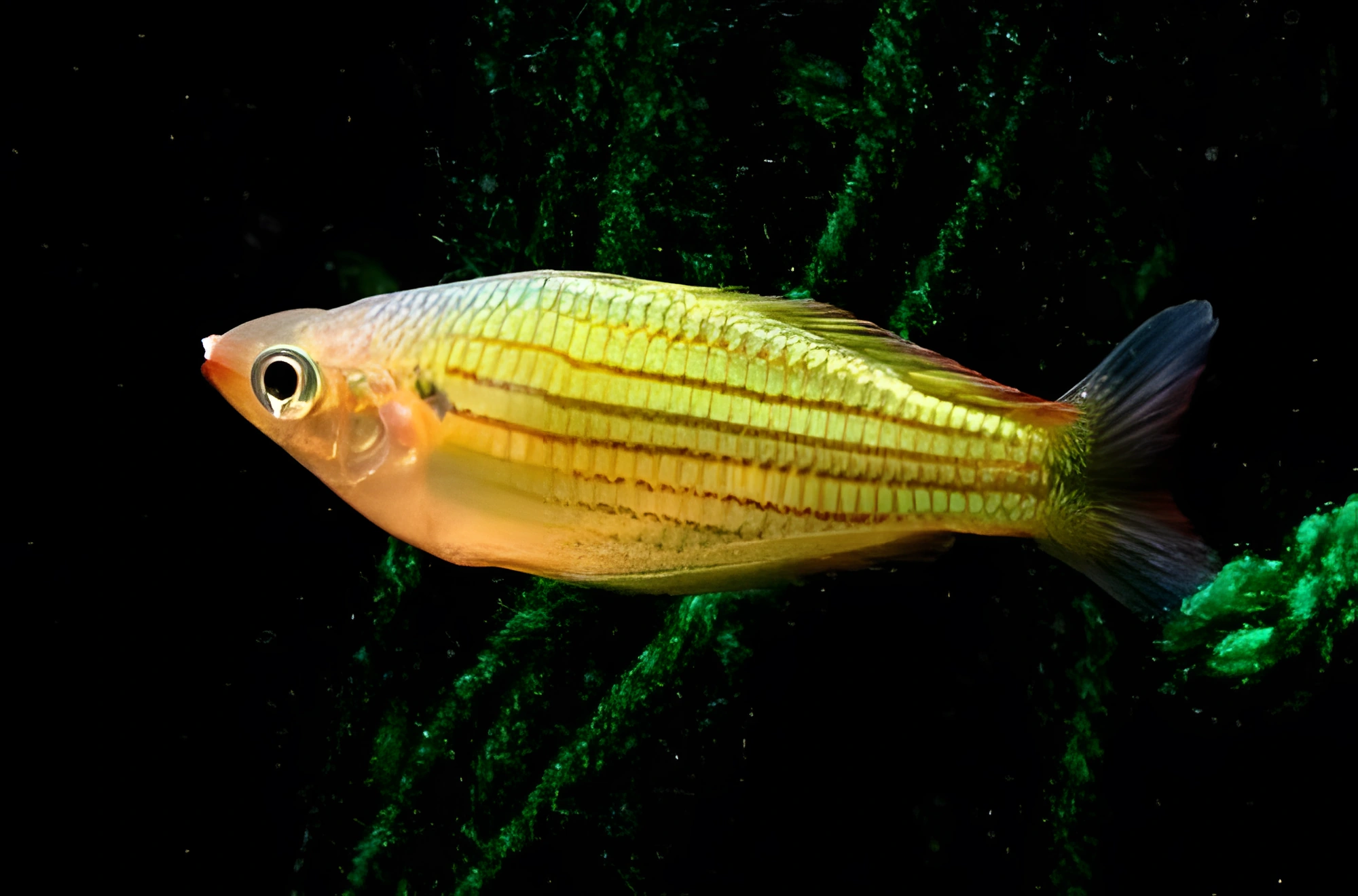 Fotografía del pez de acuario Pez arcoíris de seis líneas