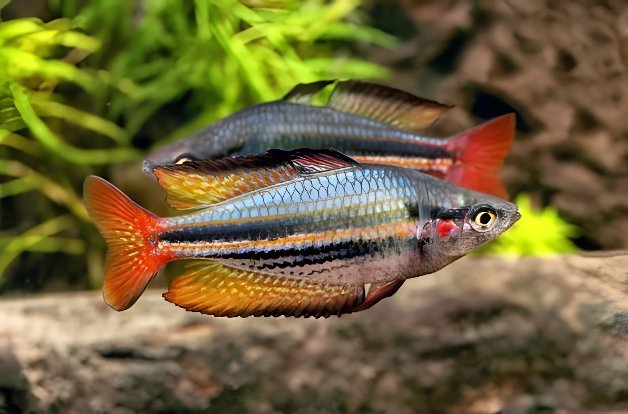 Fotografía del pez de acuario Pez arcoíris del sur