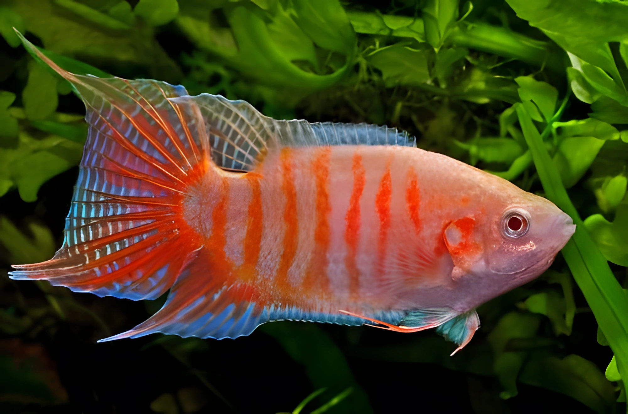 Fotografía del pez de acuario Pez del paraíso