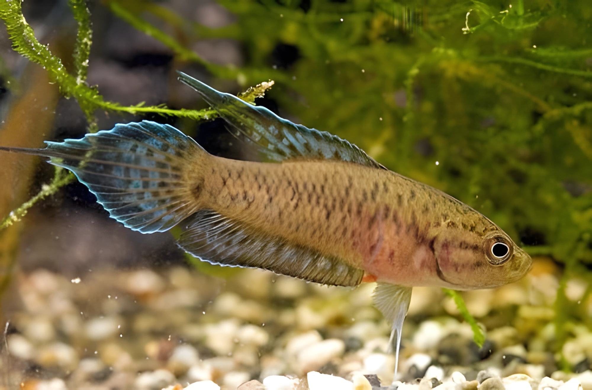 Fotografía del pez de acuario Pez del Paraíso de Kretser