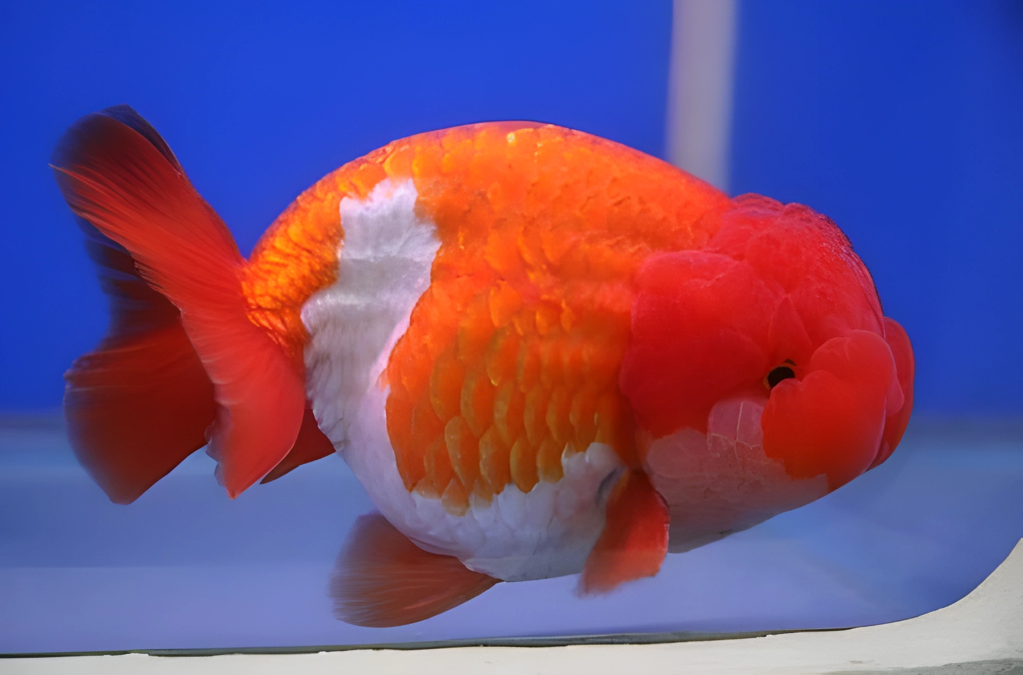 Fotografía del pez de acuario Ranchu