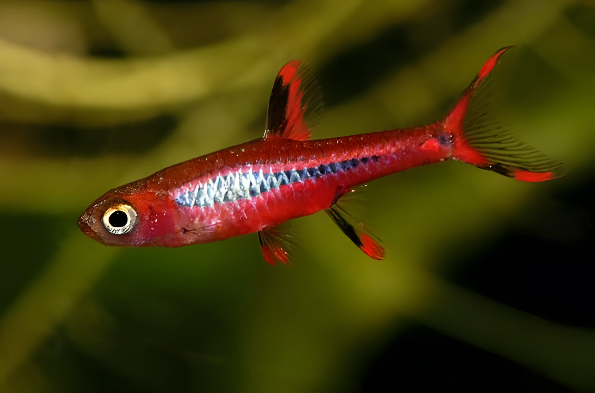 Fotografía del pez de acuario Rasbora Brigitte
