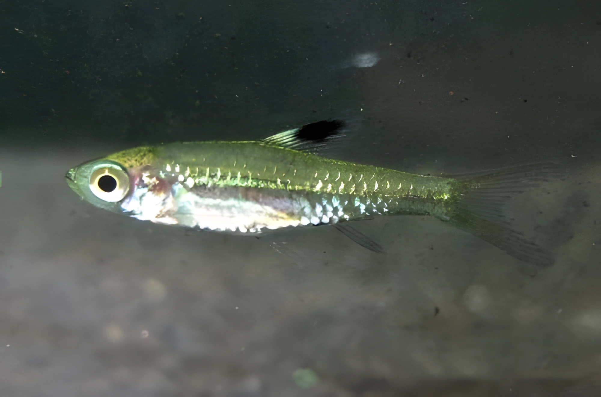 Fotografía del pez de acuario Rasbora Cheeya