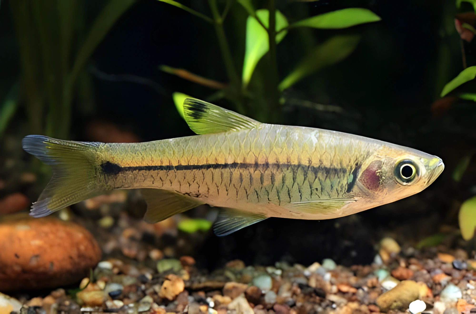 Fotografía del pez de acuario Rasbora dorsinotata