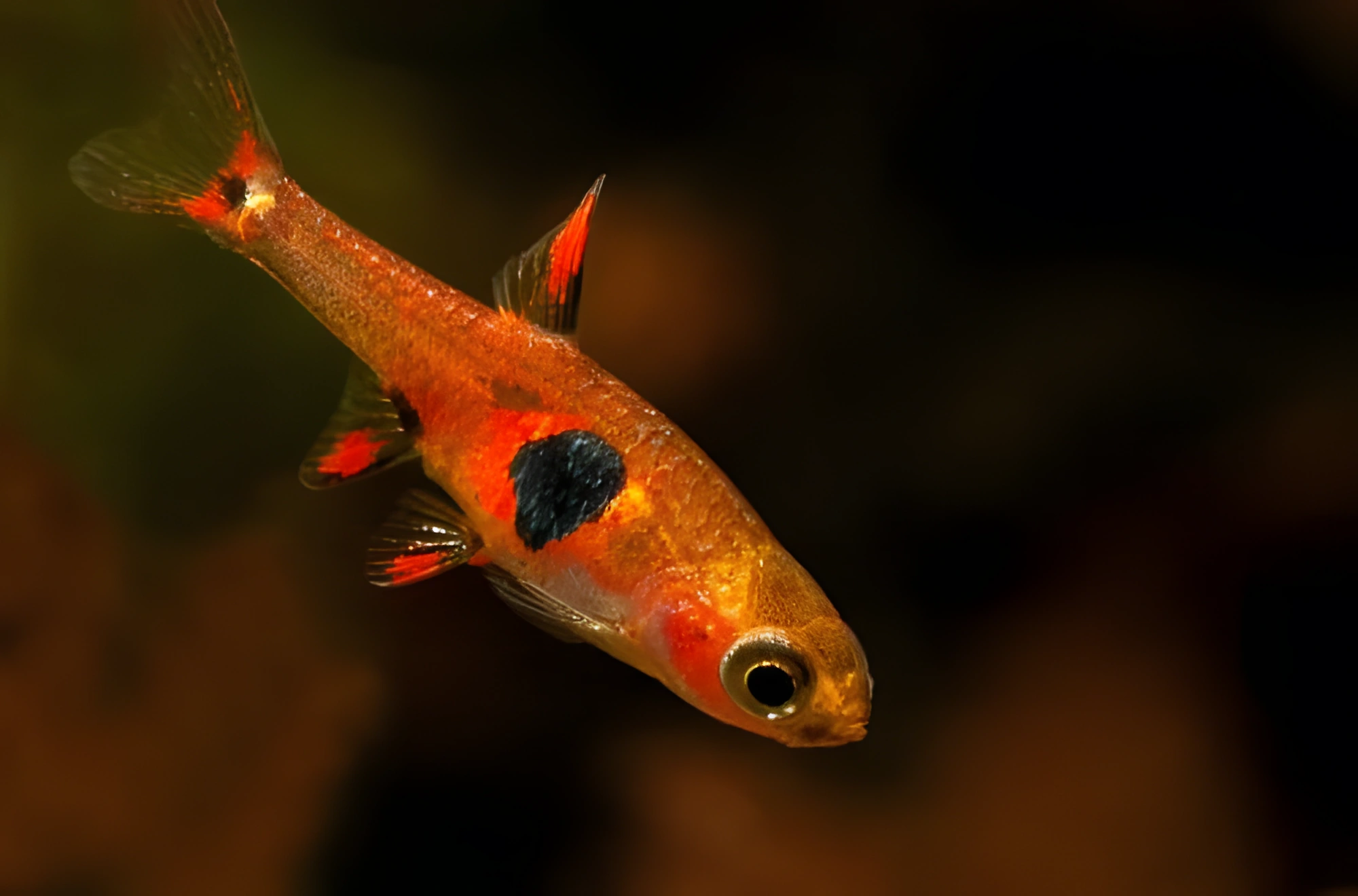 Fotografía del pez de acuario Boraras naevus
