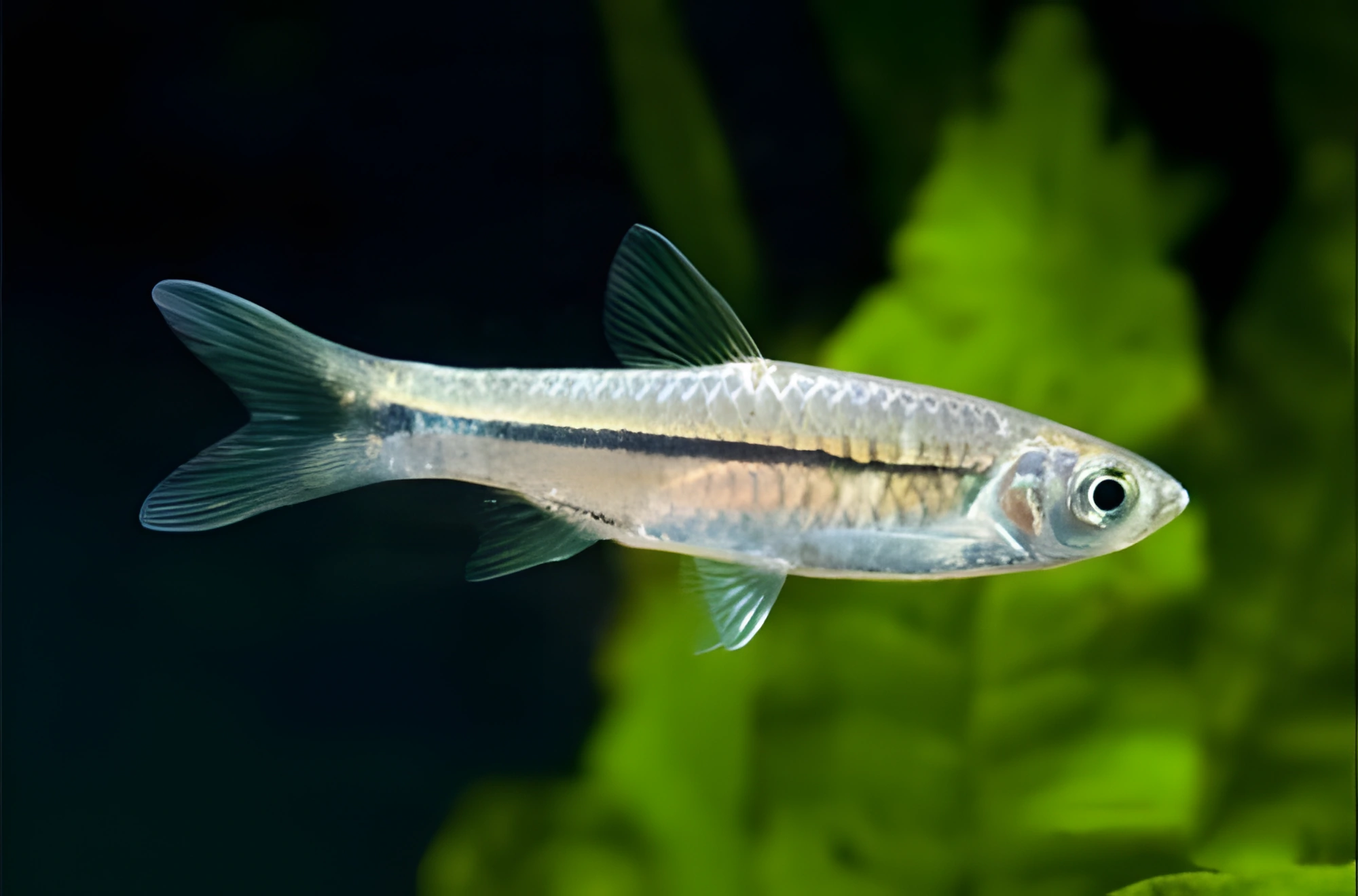 Fotografía del pez de acuario Rasbora de Pavie