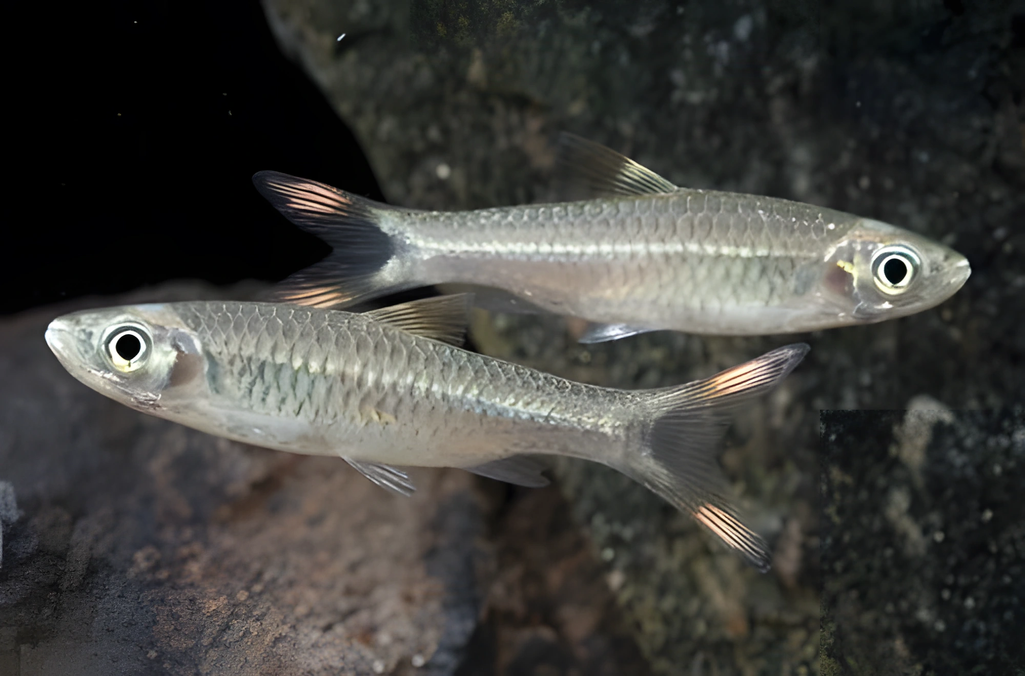 Fotografía del pez de acuario Rasbora de cola manchada