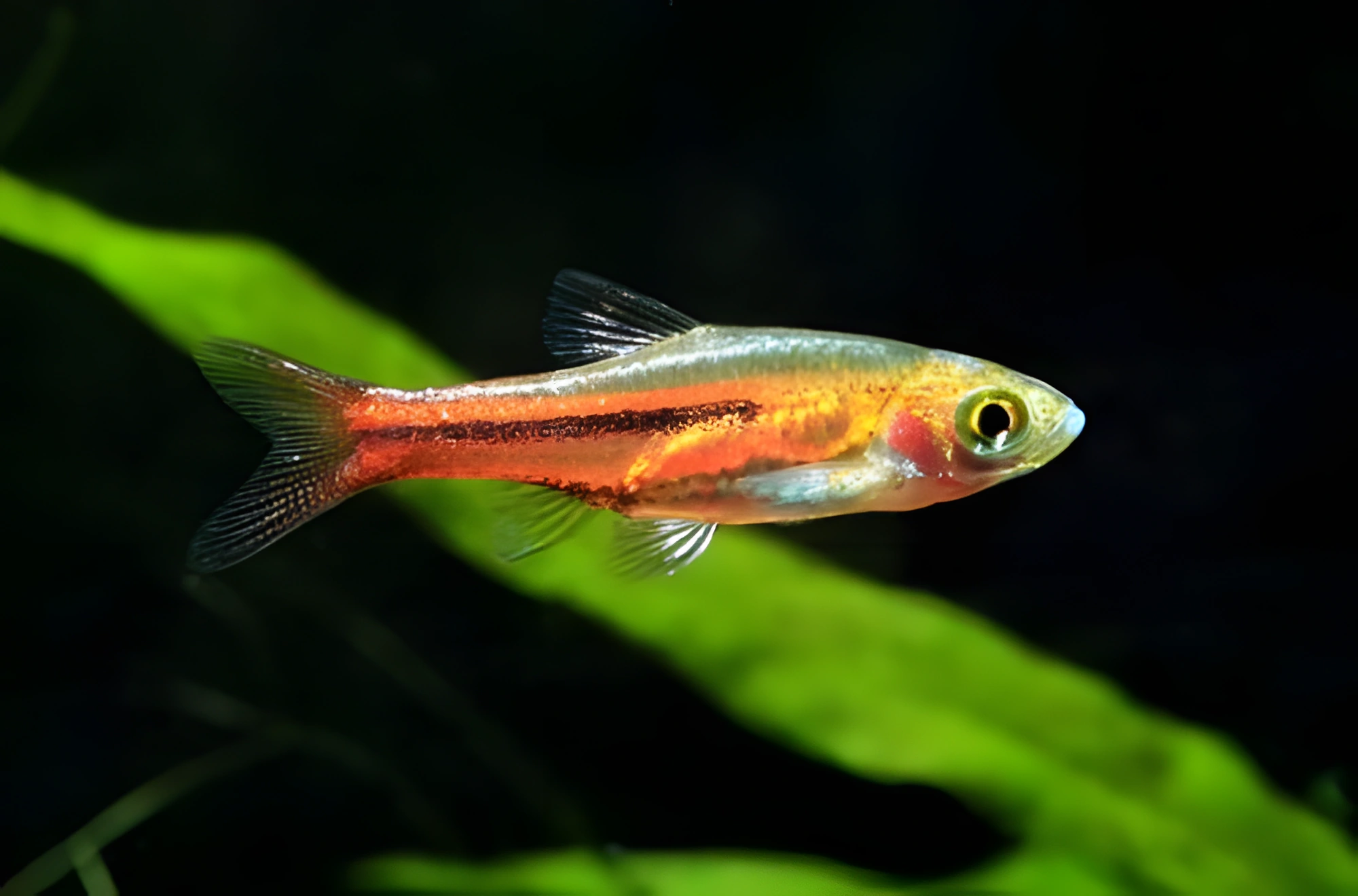 Fotografía del pez de acuario Rasbora somphongsi