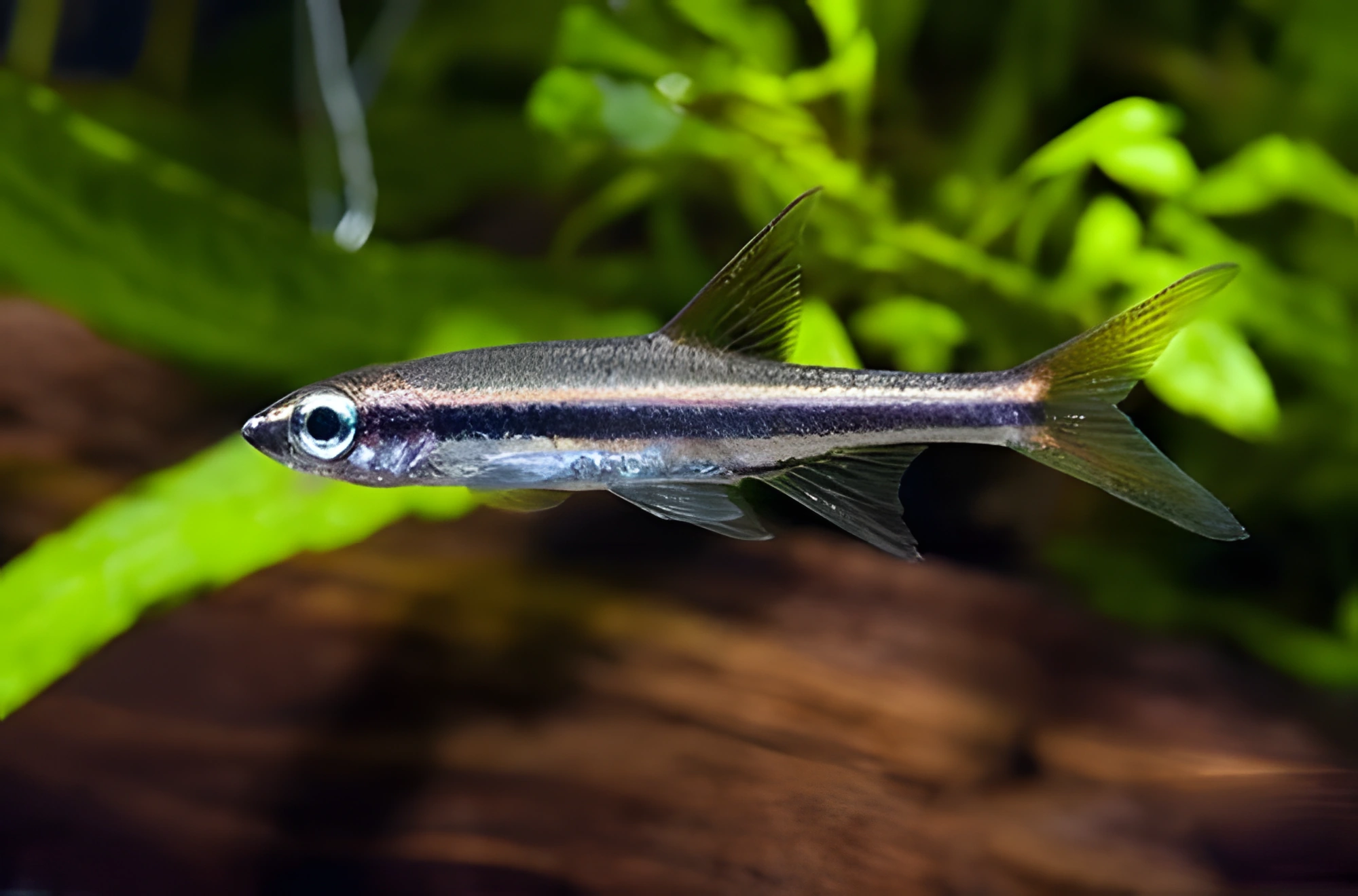 Fotografía del pez de acuario Rasbora esbelta