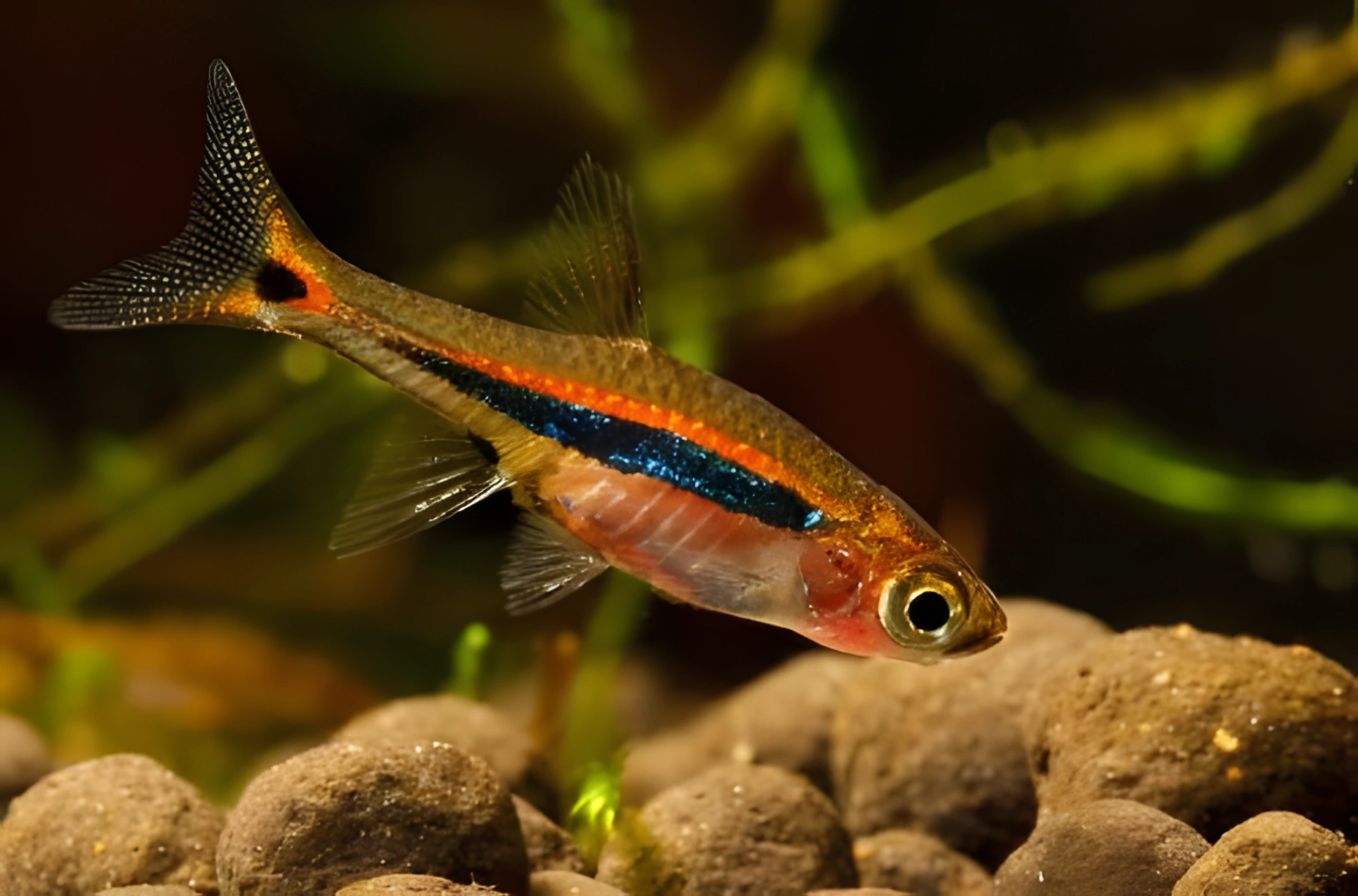 Fotografía del pez de acuario Rasbora Luciérnaga
