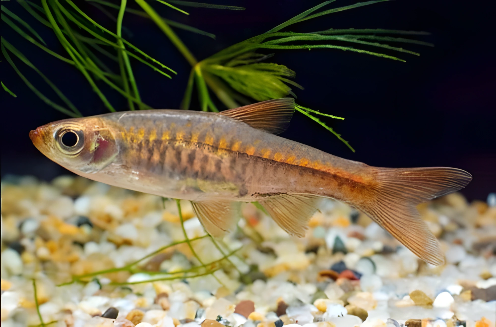 Fotografía del pez de acuario Rasbora volcán