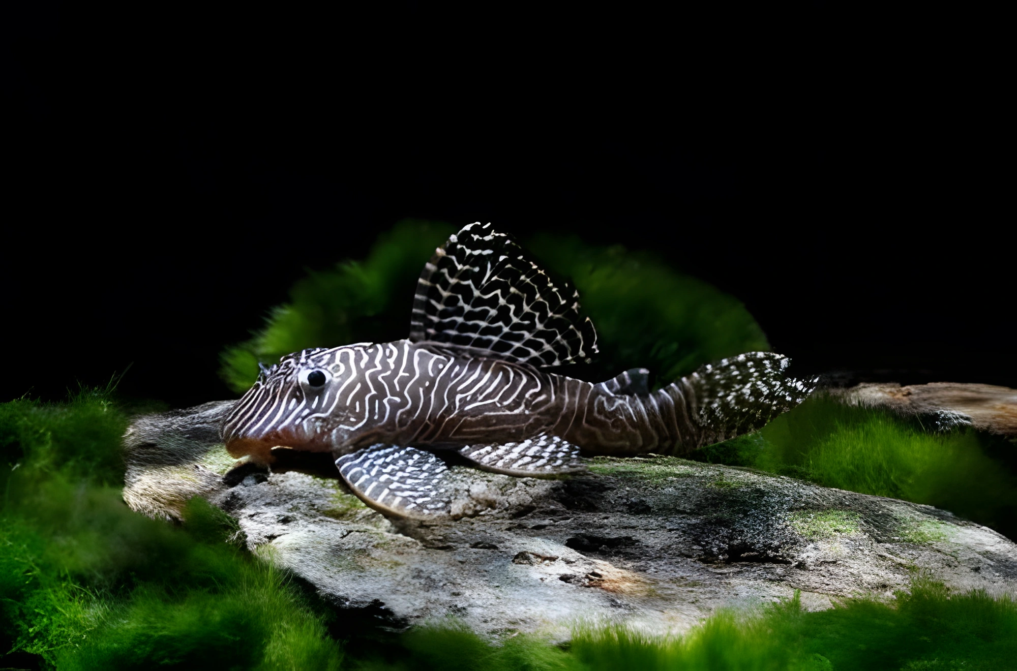 Fotografía del pez de acuario Pez Loricárido Pintado