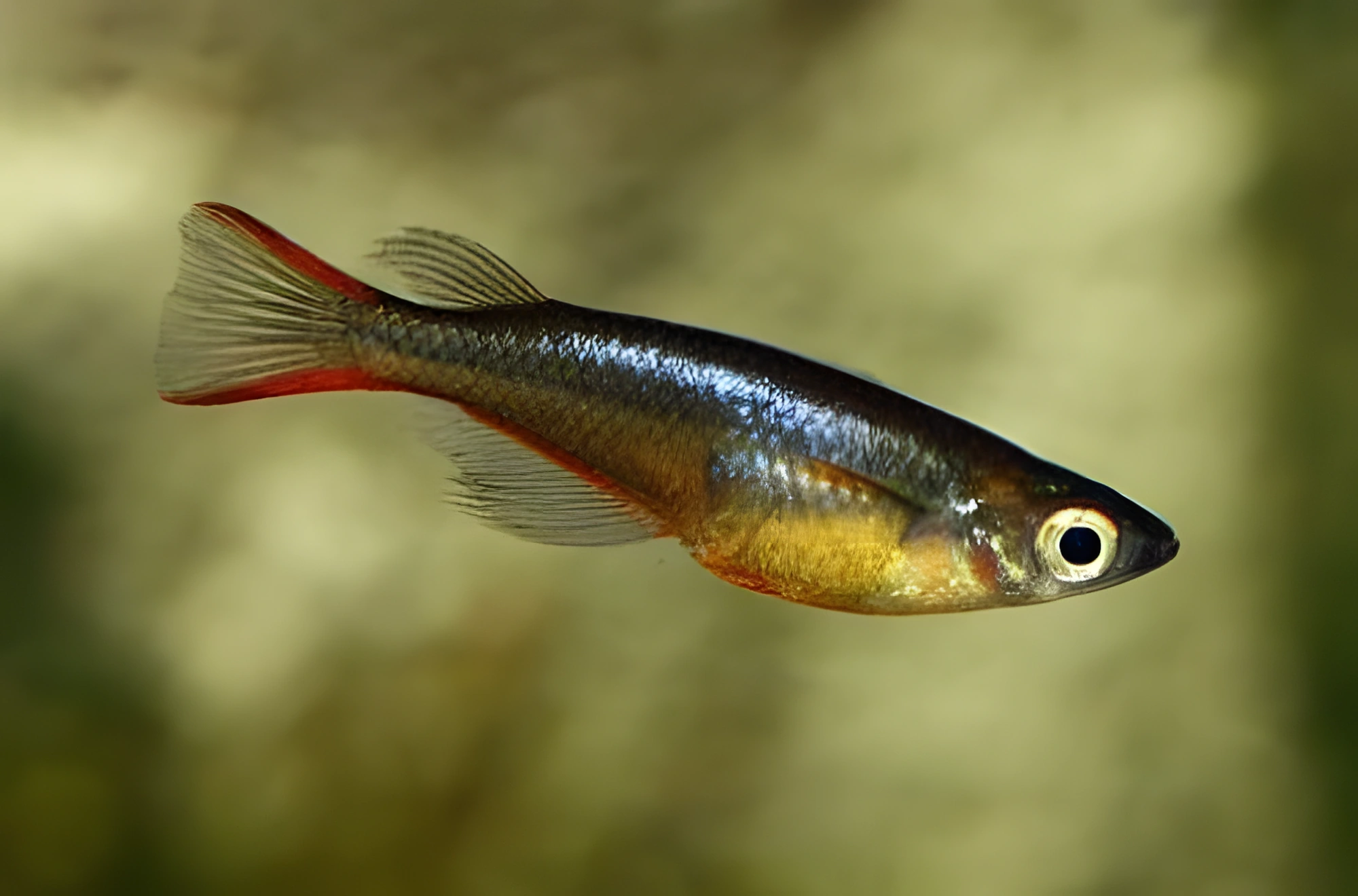 Fotografía del pez de acuario Pez de arroz