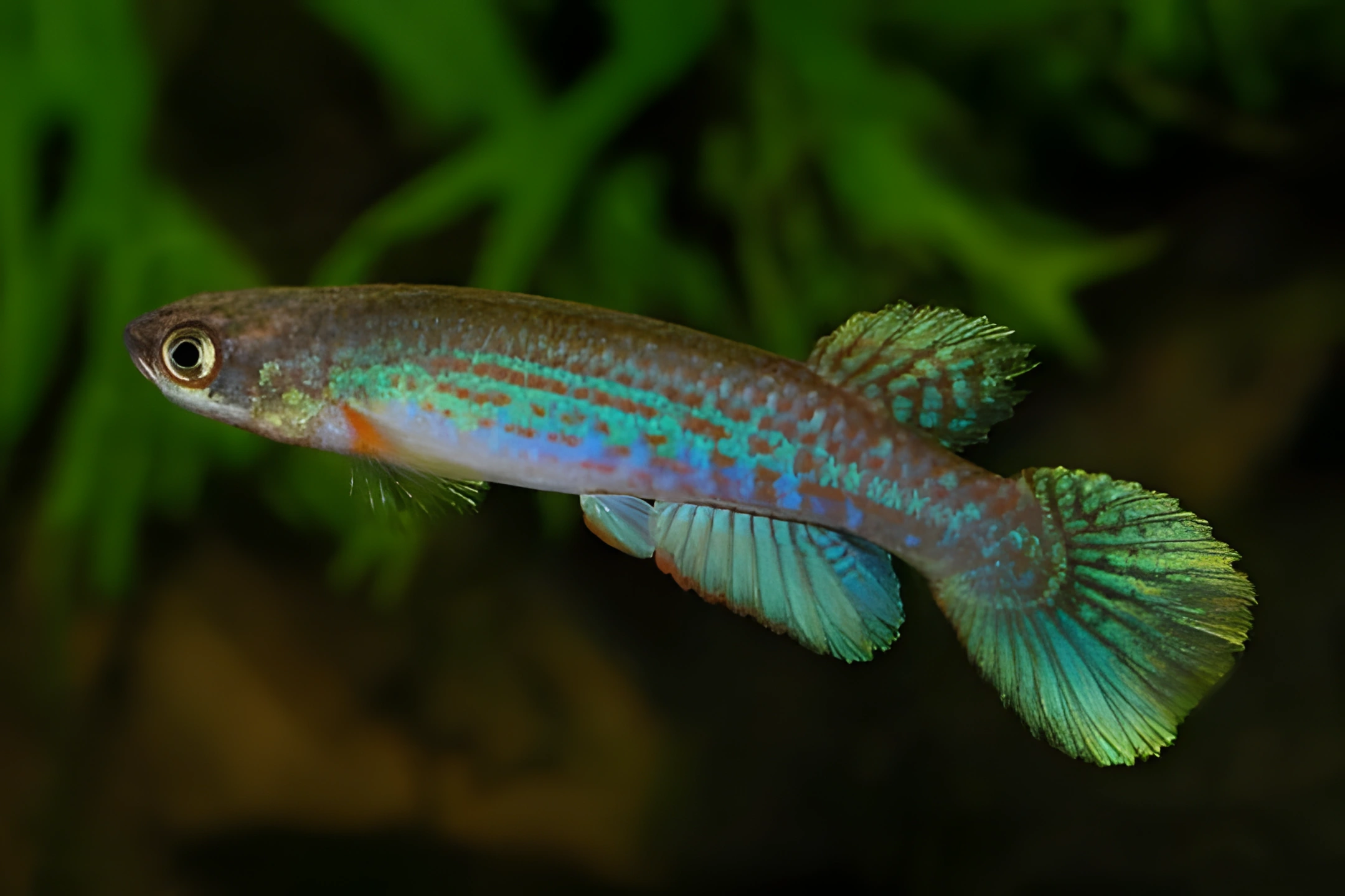 Fotografía del pez de acuario Rívulo de Agila