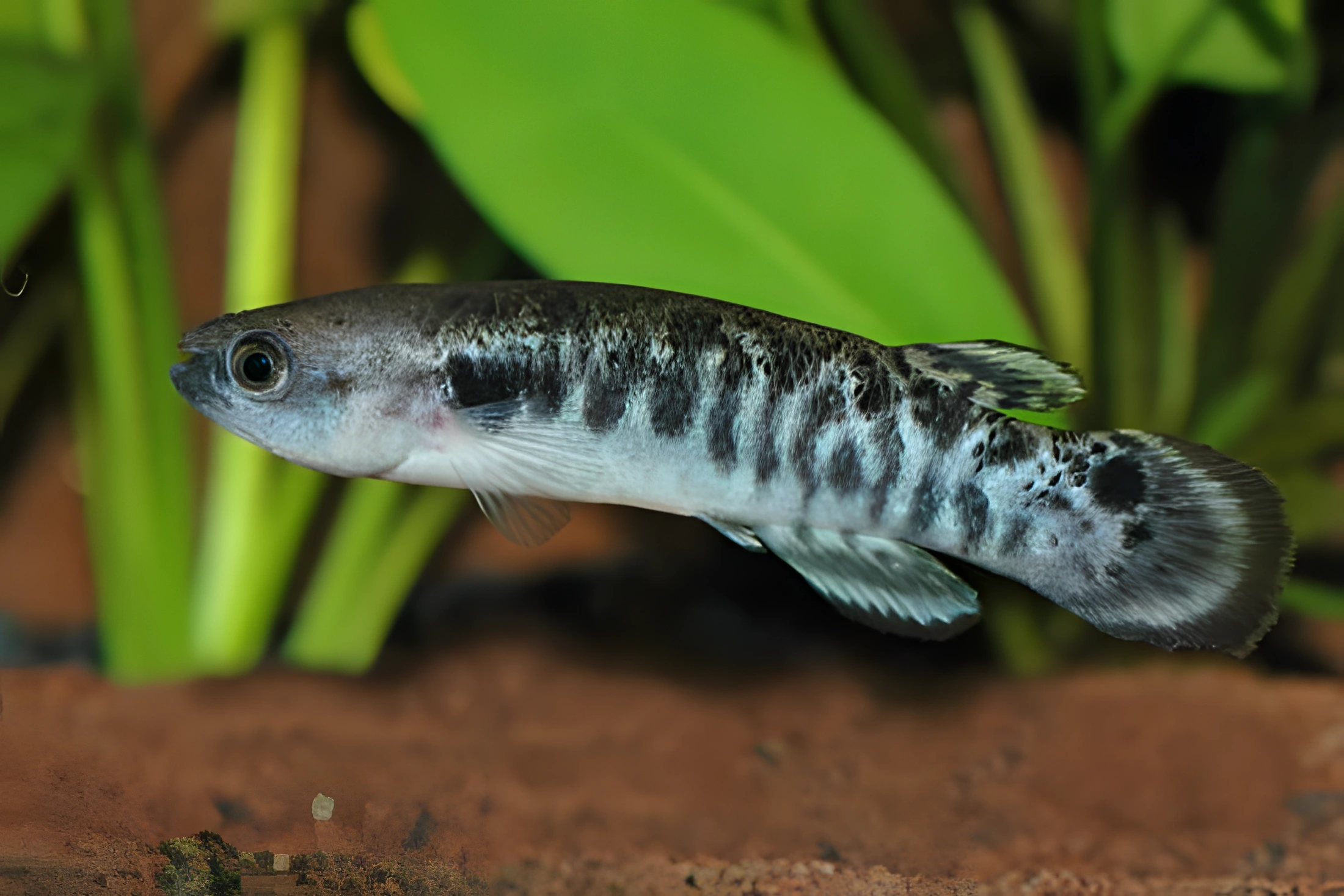 Fotografía del pez de acuario Rivulus caudomarginatus