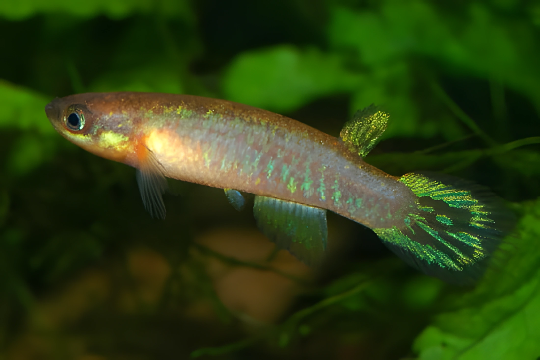 Fotografía del pez de acuario Rívolo de Lueling