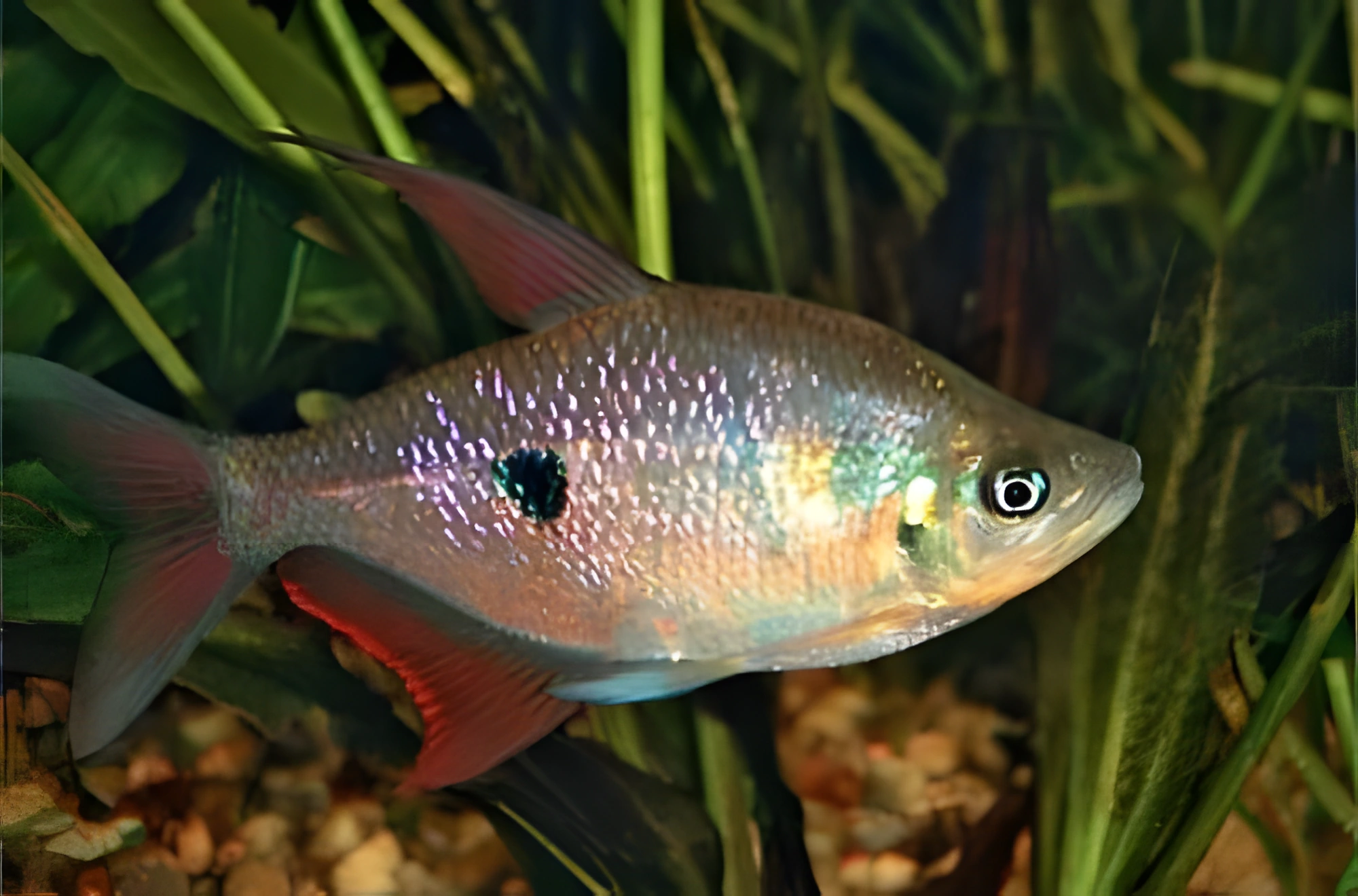 Fotografía del pez de acuario Rhoadsia
