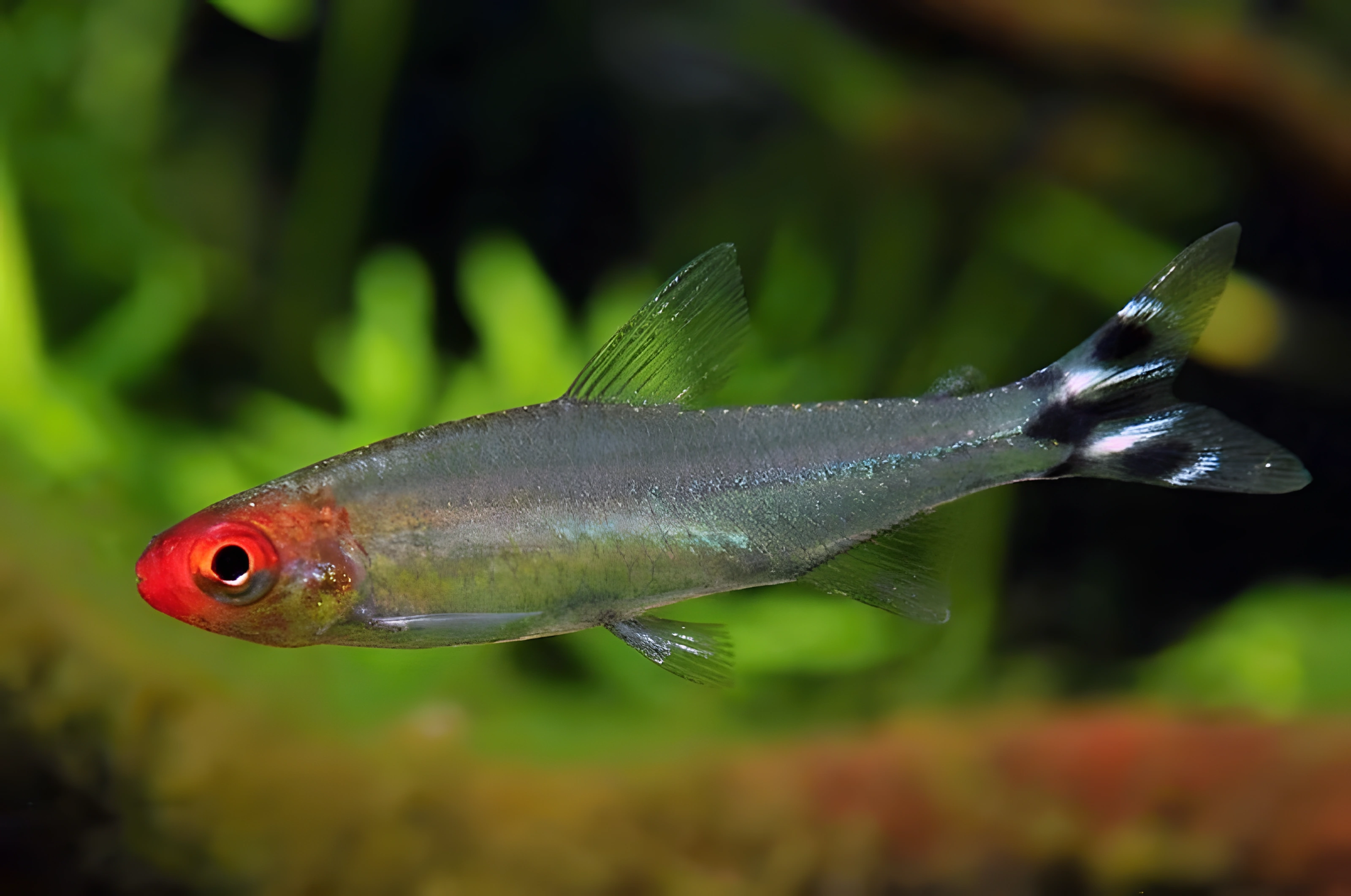 Fotografía del pez de acuario Rodostomus